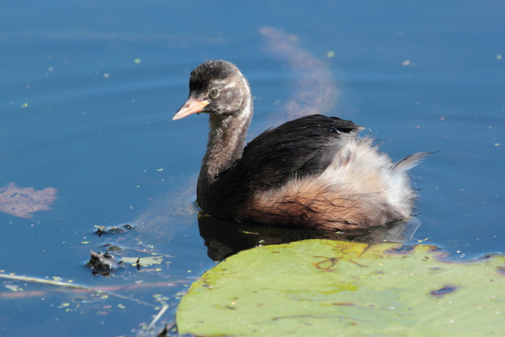Little grebe
