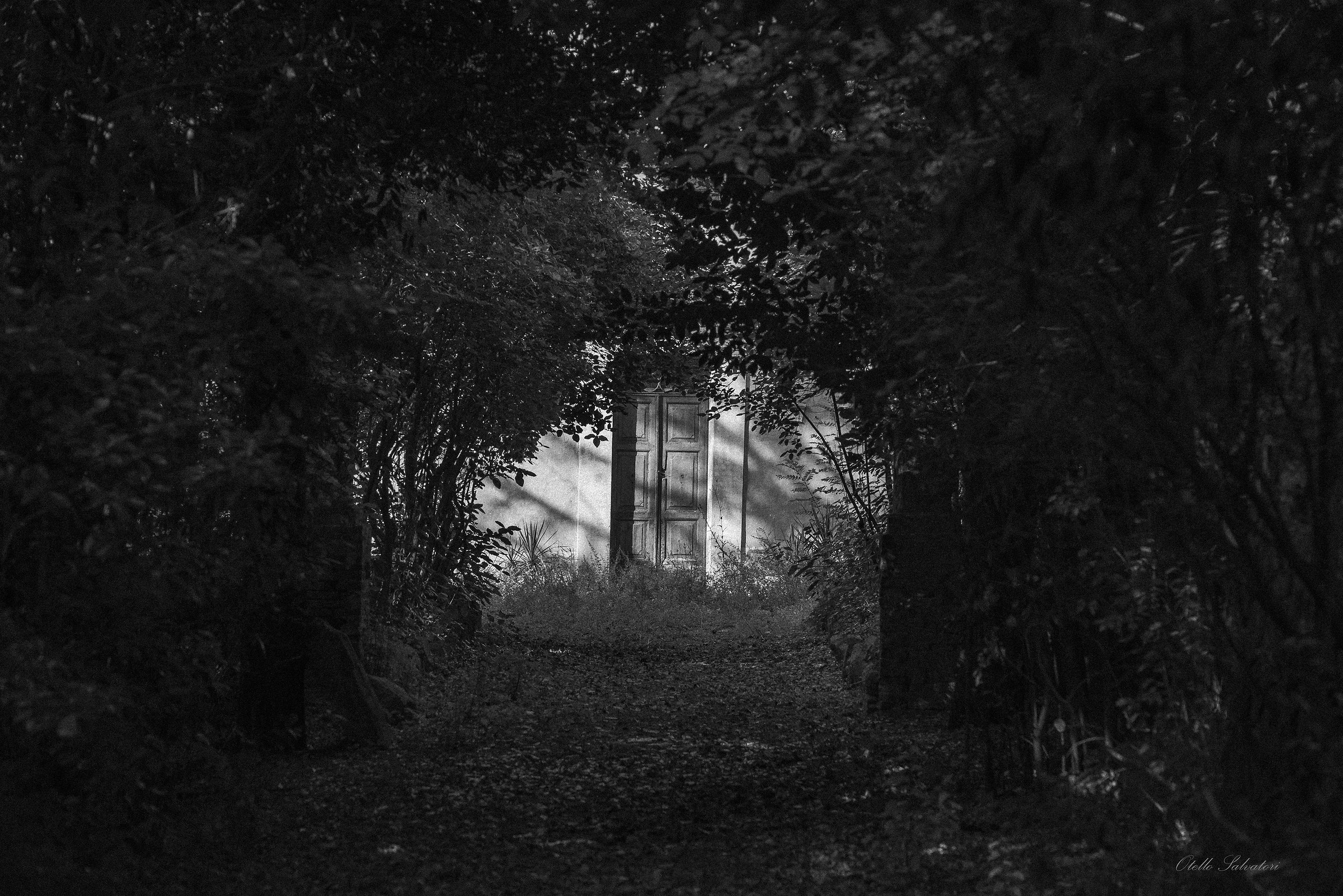 Porta nel bosco
