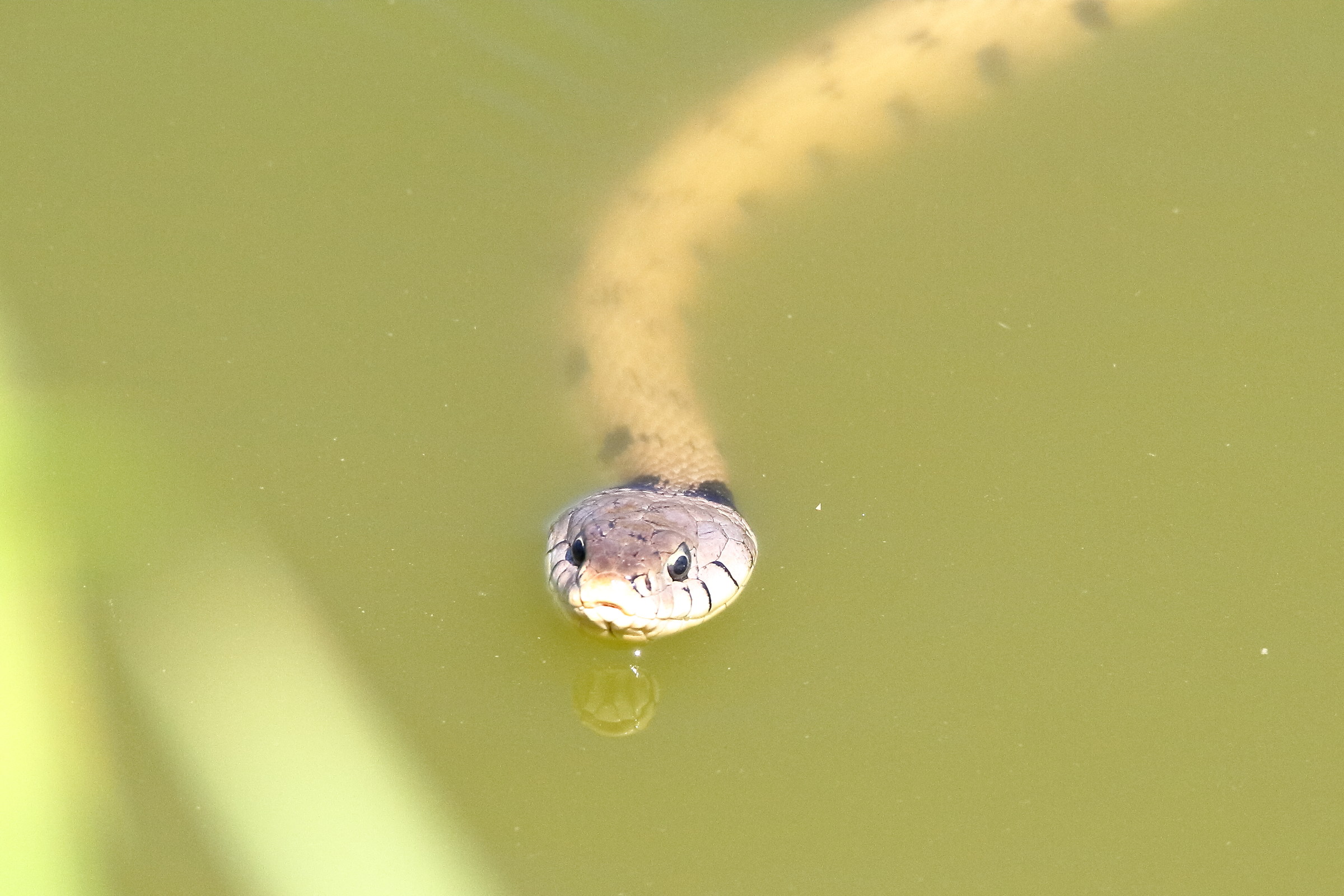 Water snake among herons (asking for trouble ...)