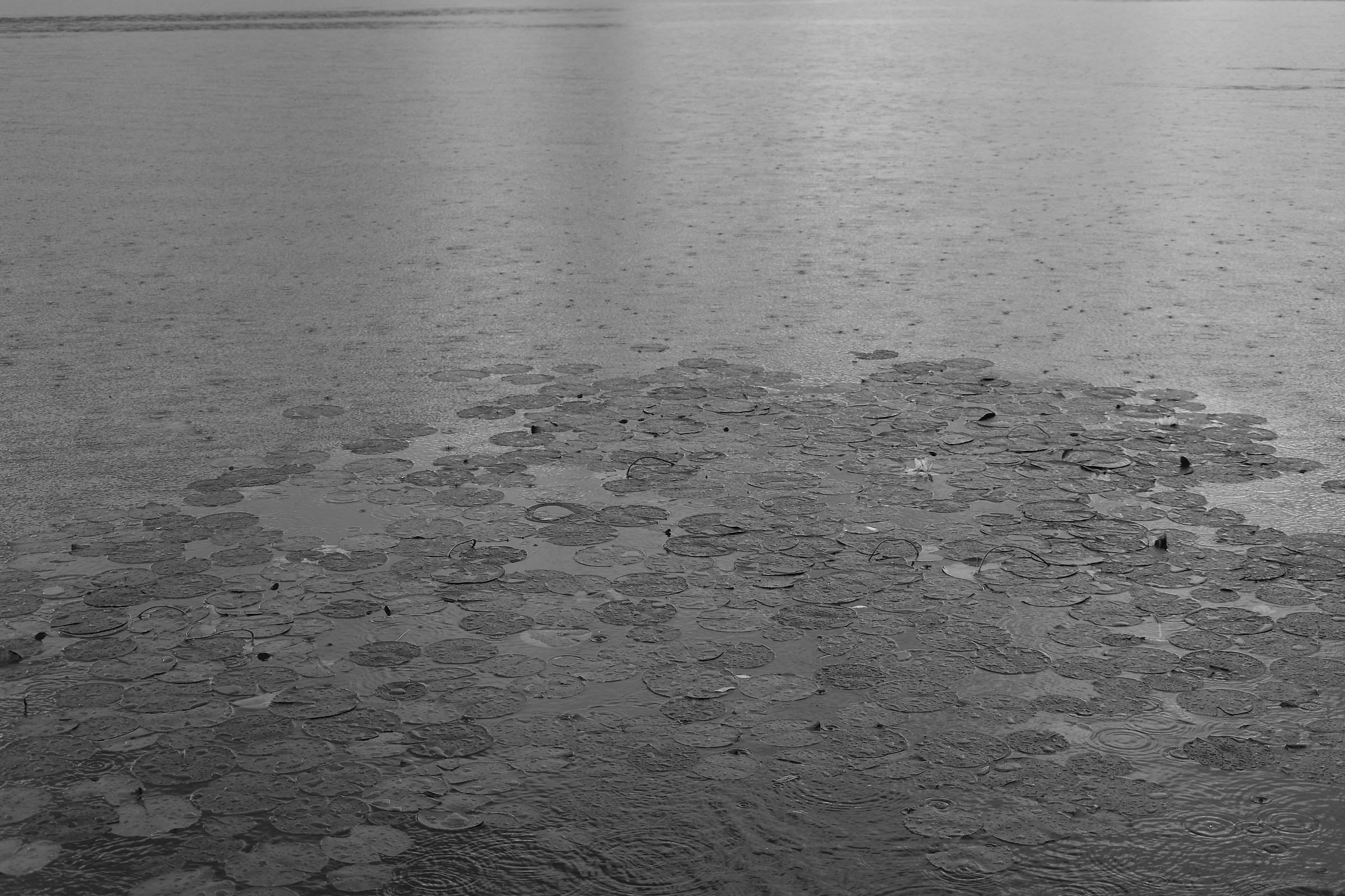 pioggia sulle ninfee