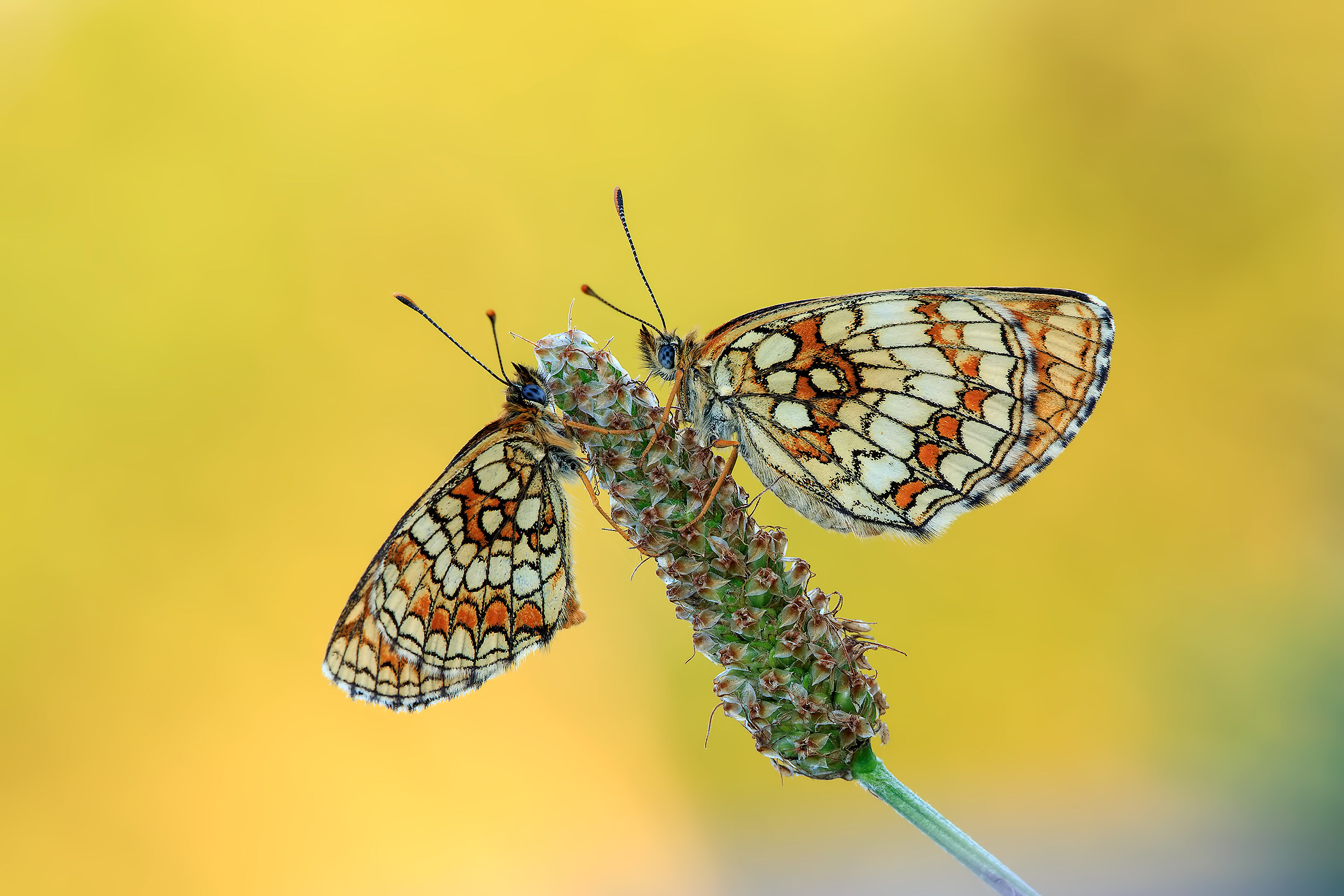 Melitaea Athalia