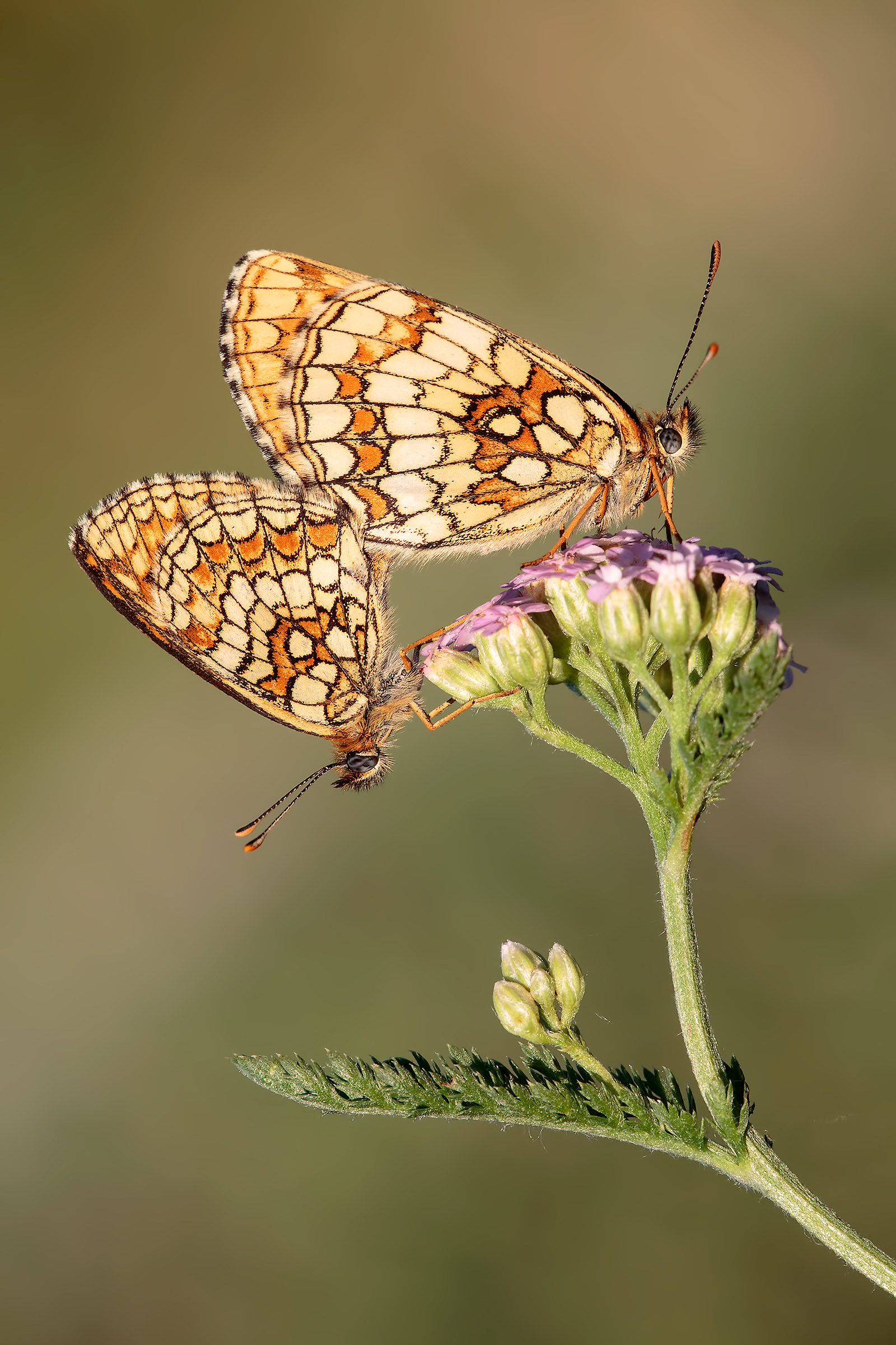 Melitaea Athalia