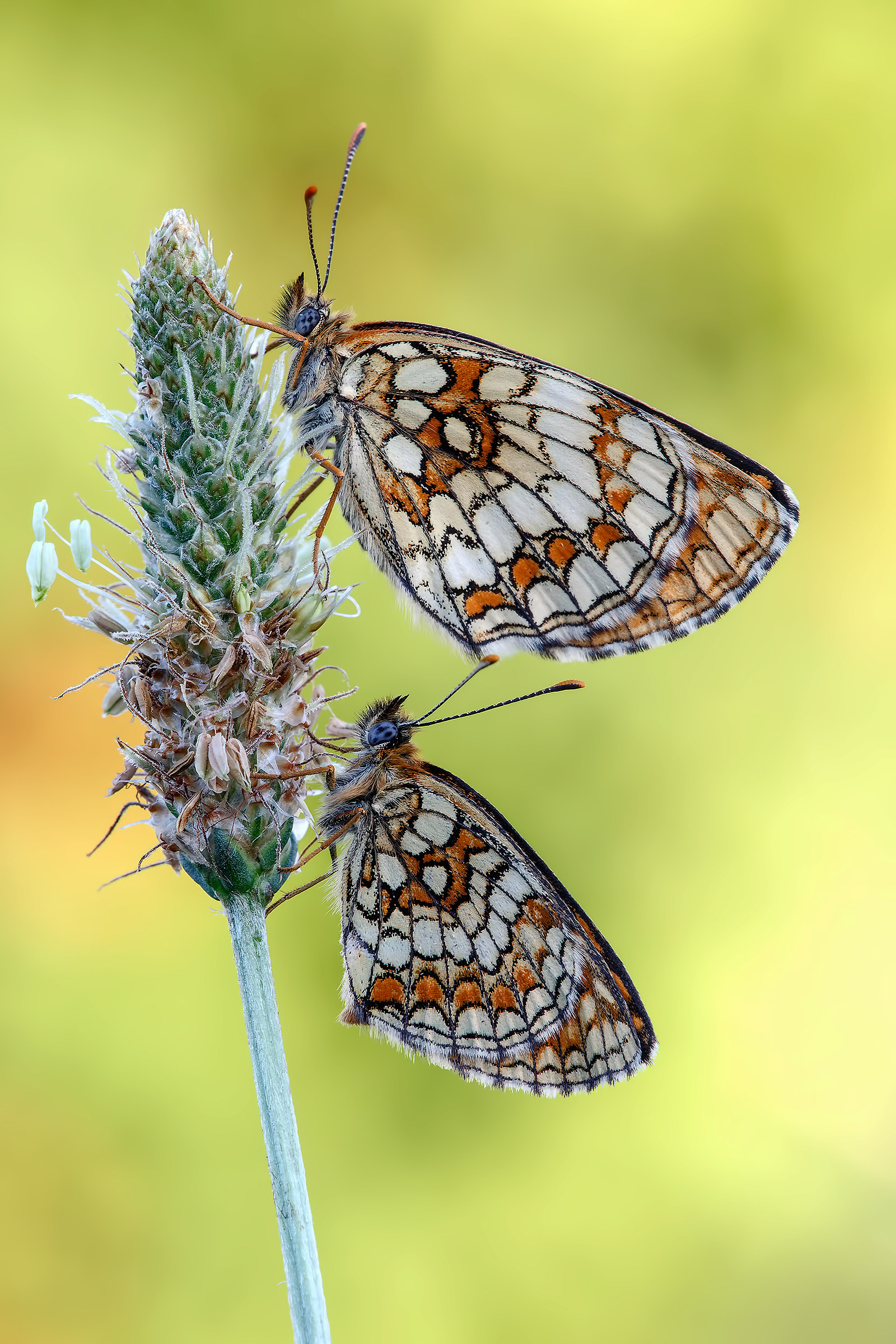 Melitaea Athalia