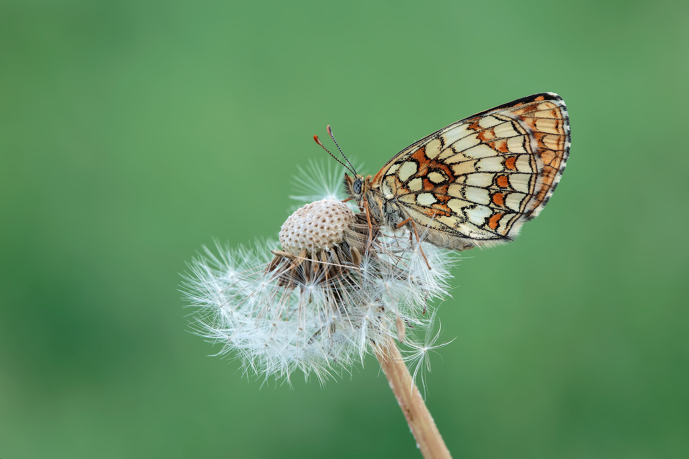 Melitaea Athalia