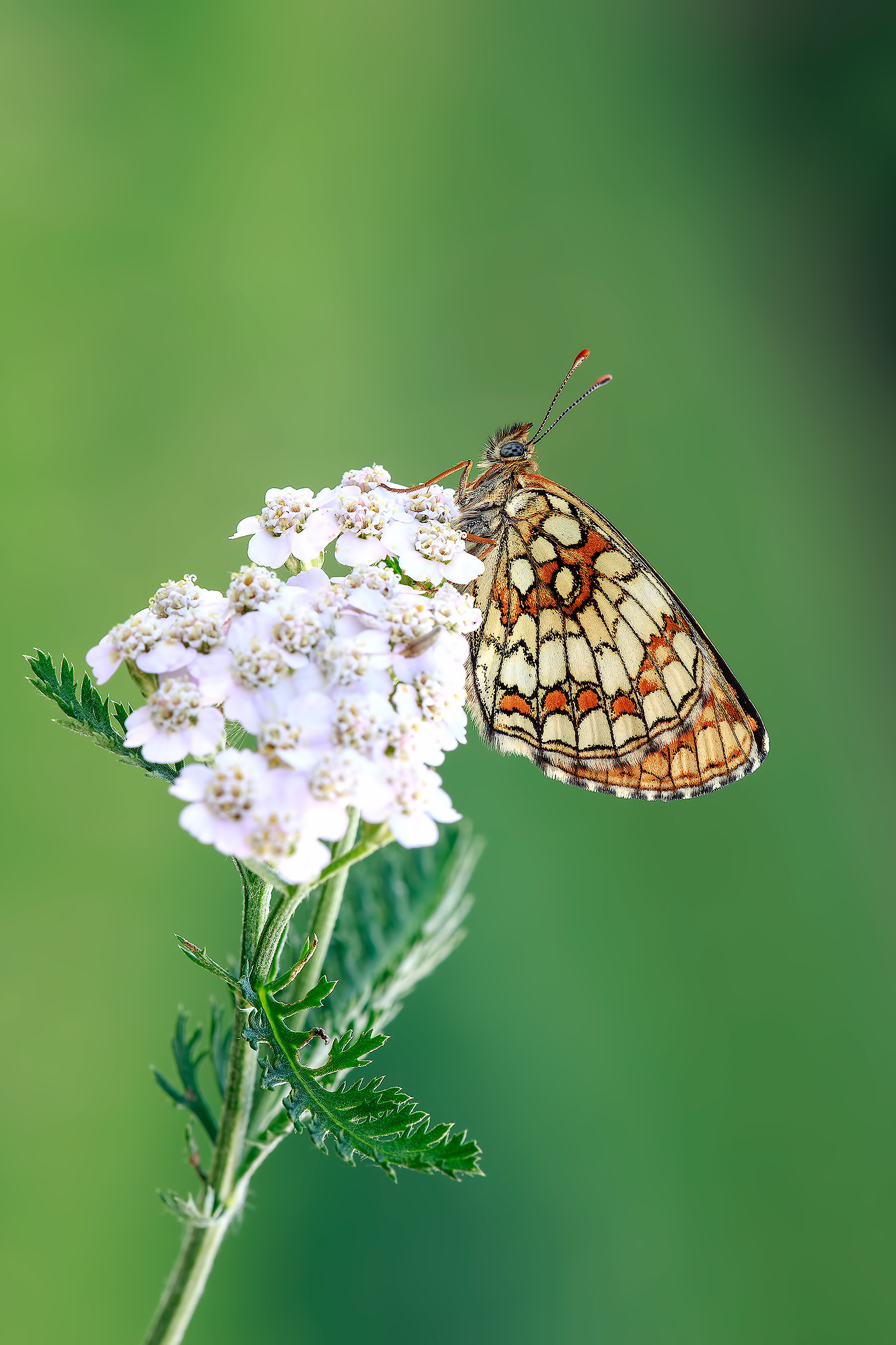 Melitaea Athalia