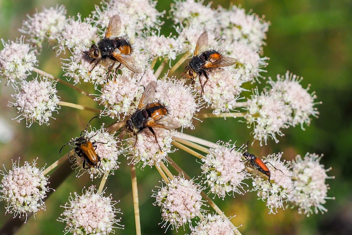 la giostra.................