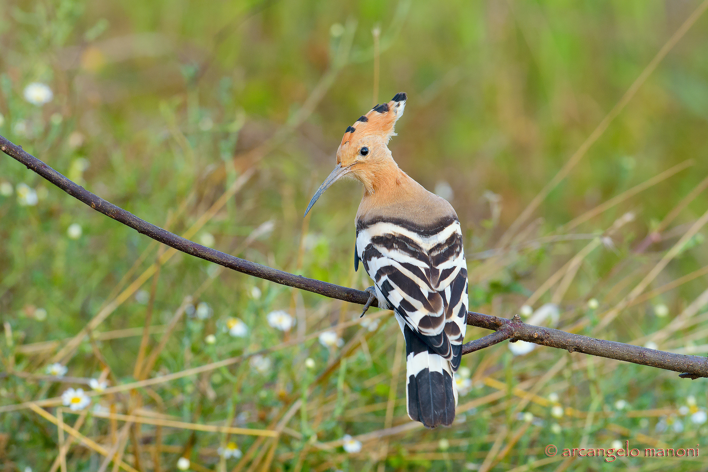 With a look towards the photographer