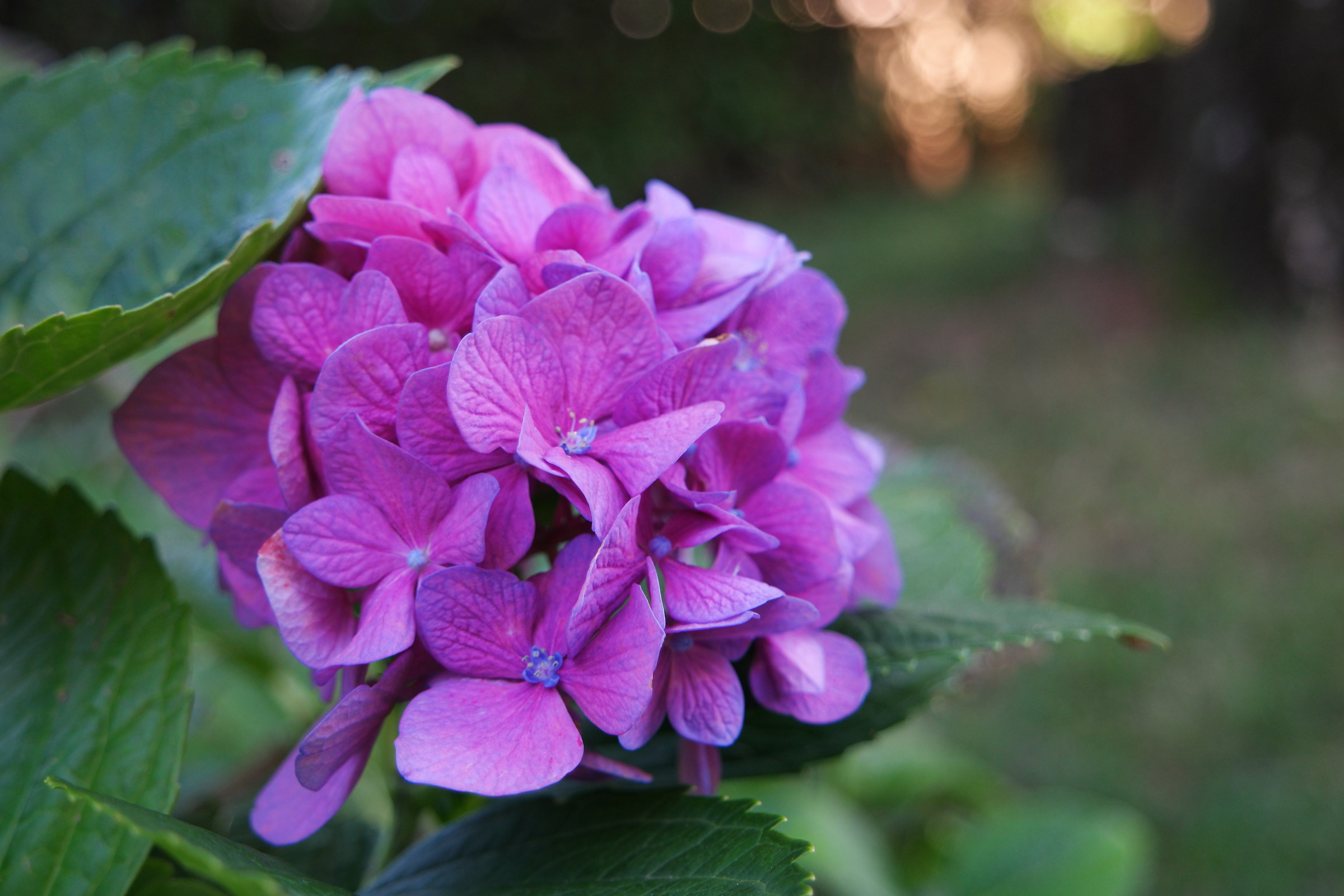 Hydrangea Hortensis