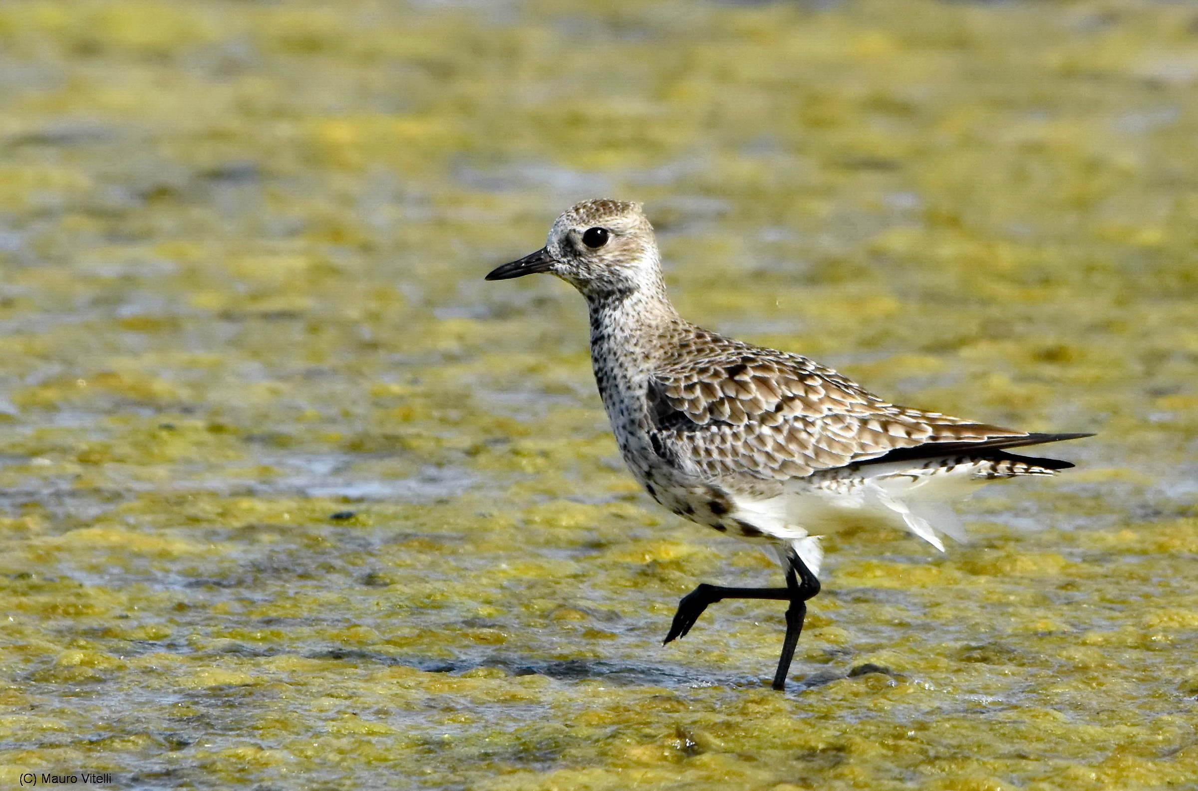 Grey Plover