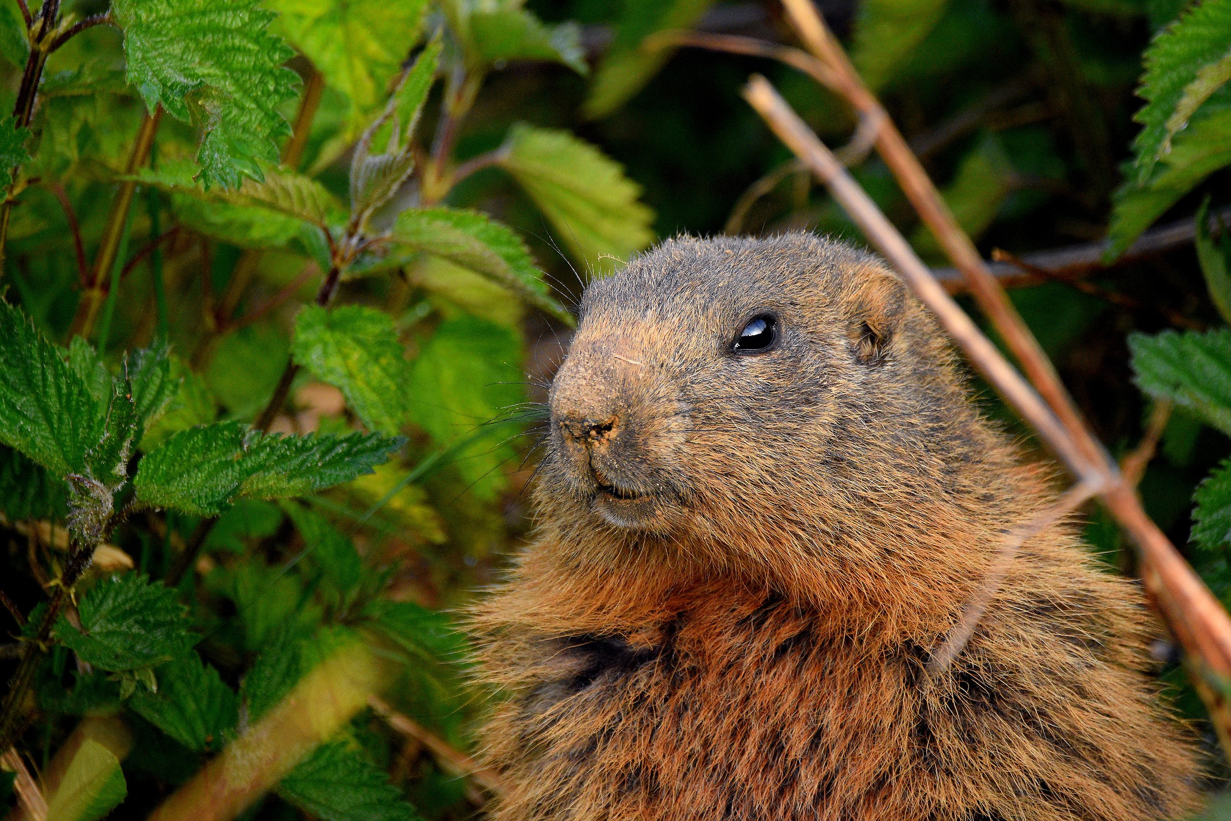 Alpine marmot