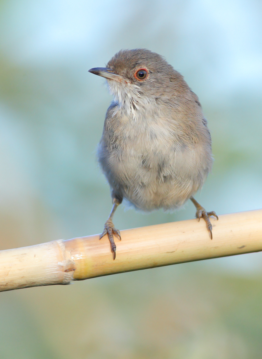 young warbler