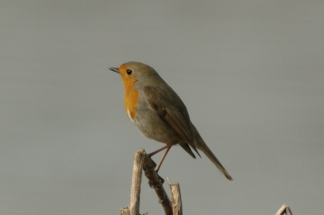 Pettirosso (Erithacus rubecula)