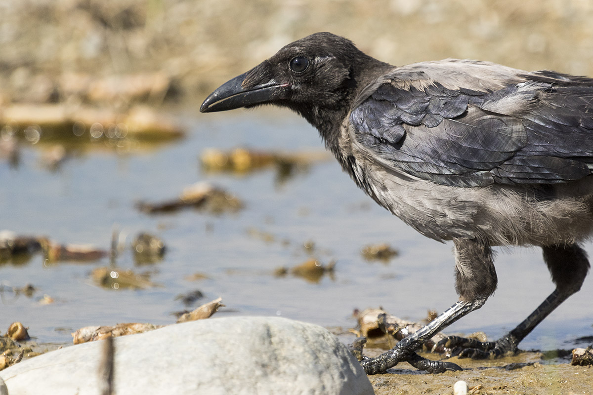 Hooded crow
