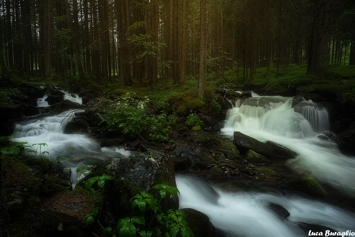 The enchanted forest