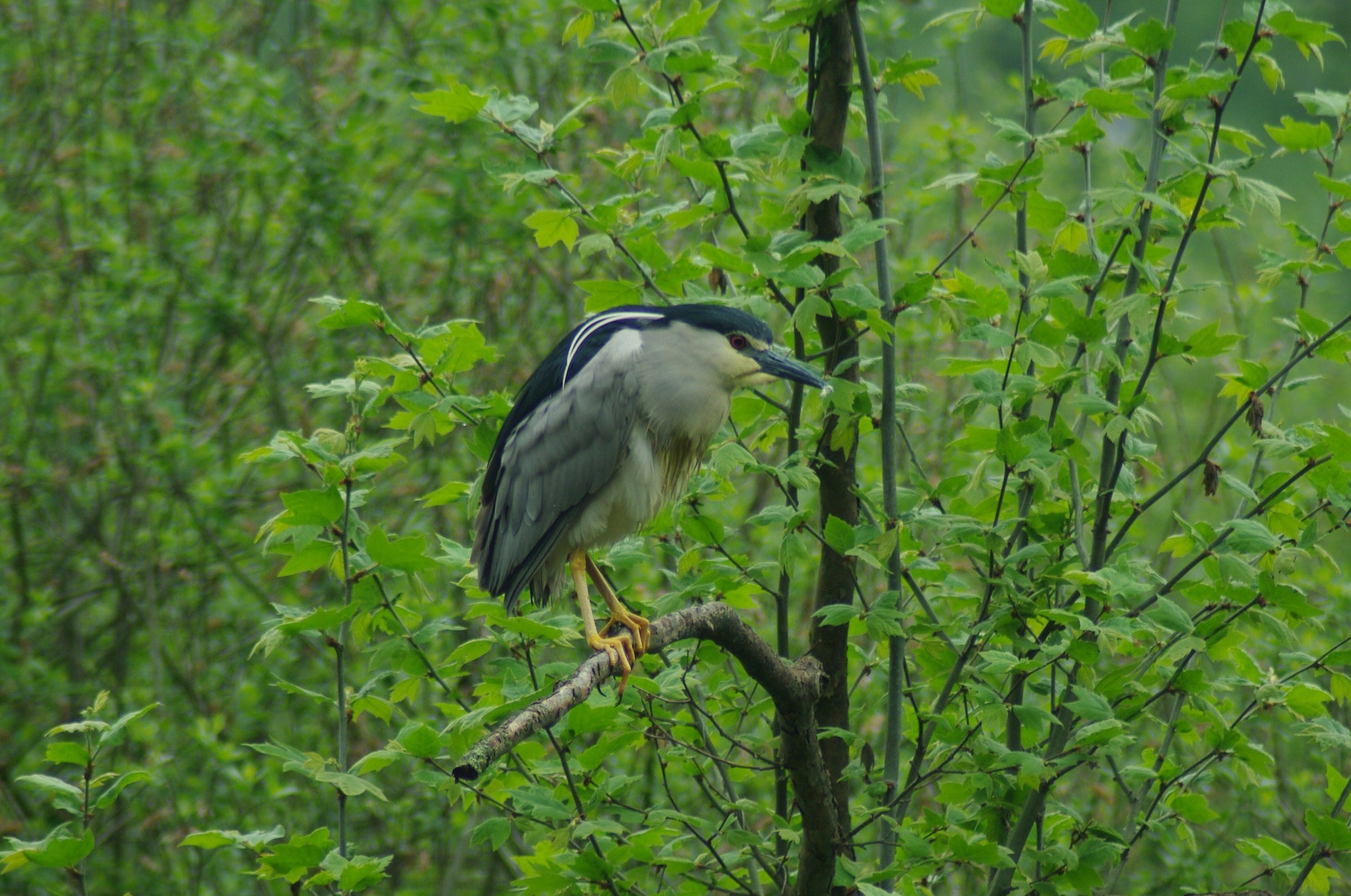Night Heron (Nycticorax nycticorax)
