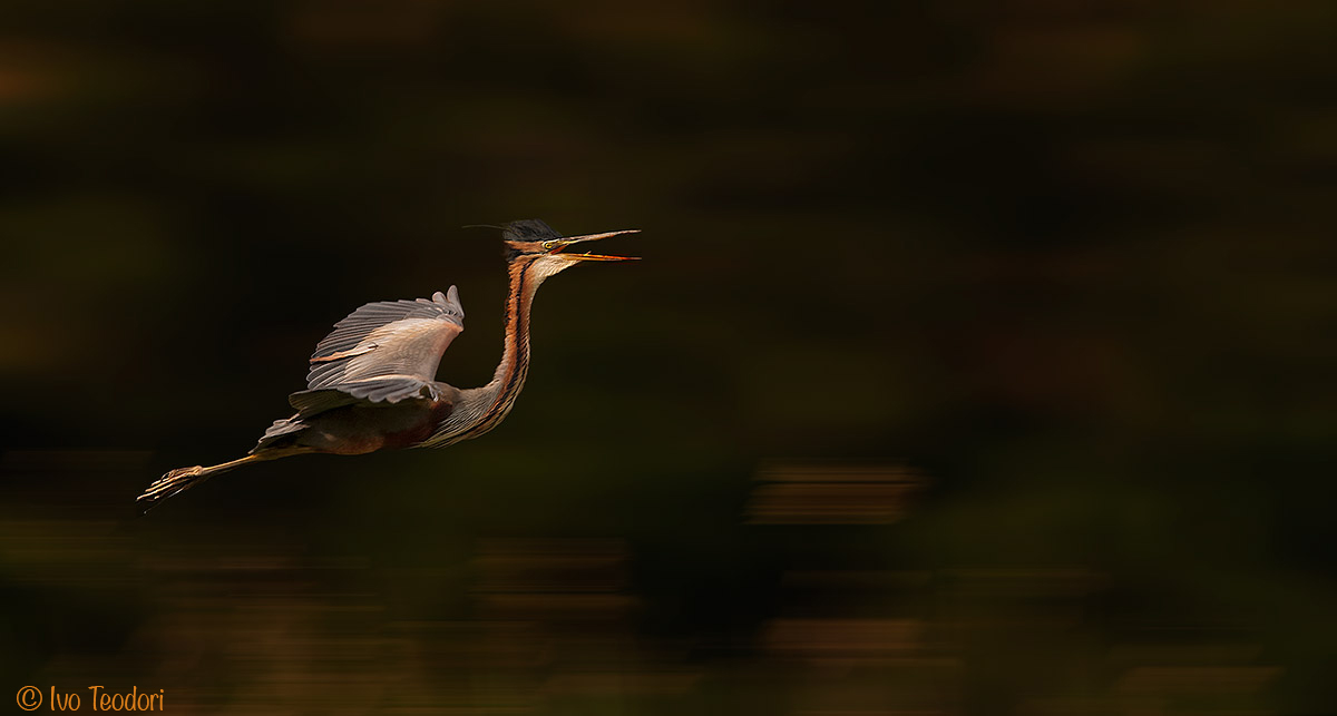 The landing of the red.