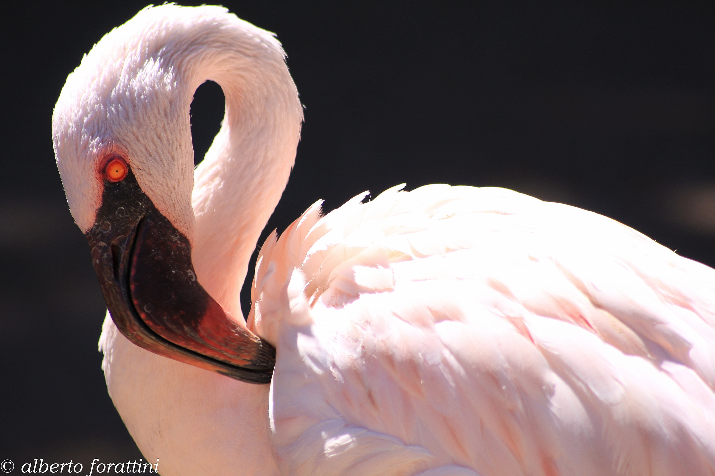 fenicottero rosa