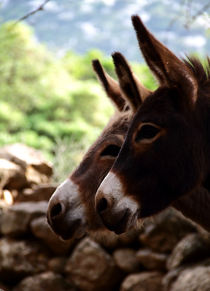 sono piu bello IO  .... no IOO