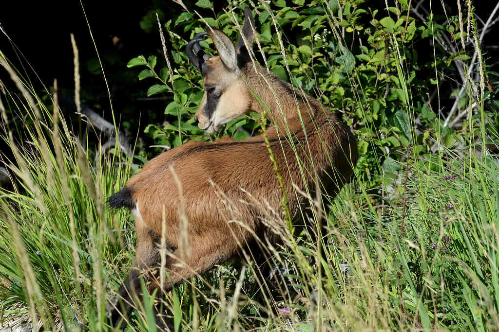 young chamois