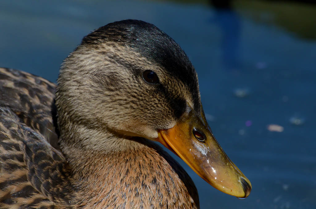 Primo piano di germano reale