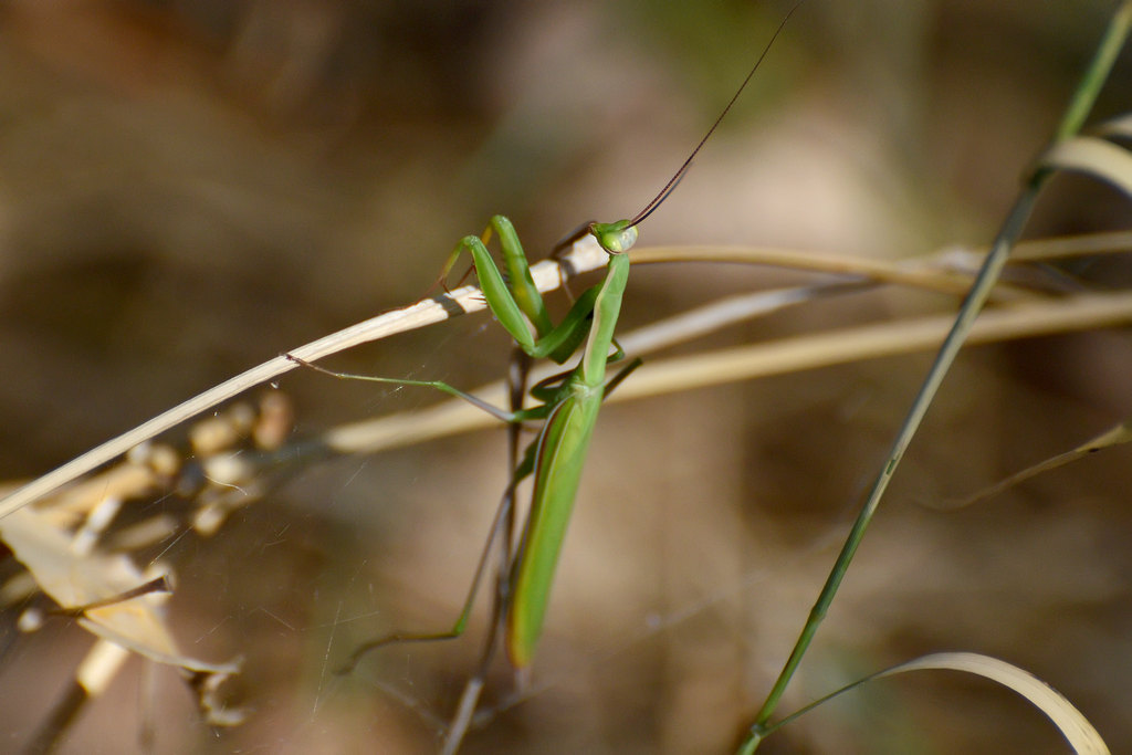 Praying mantis