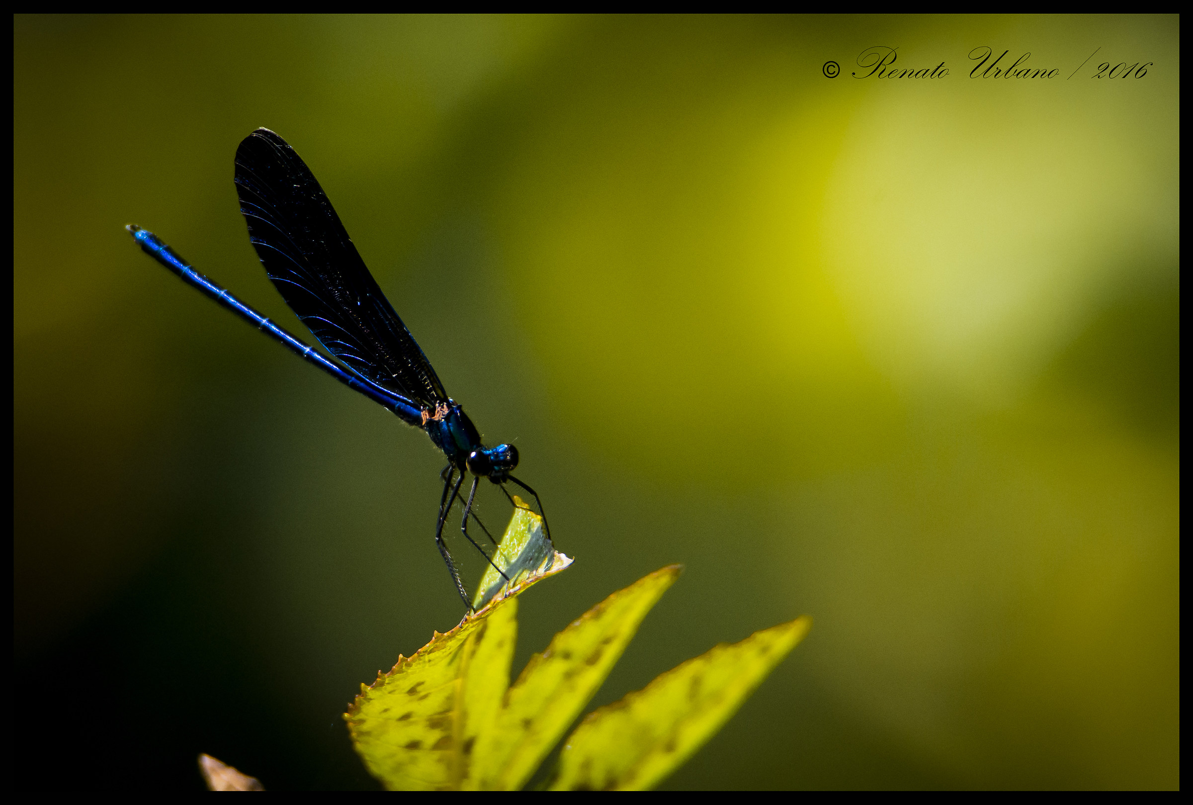 blue dragonfly
