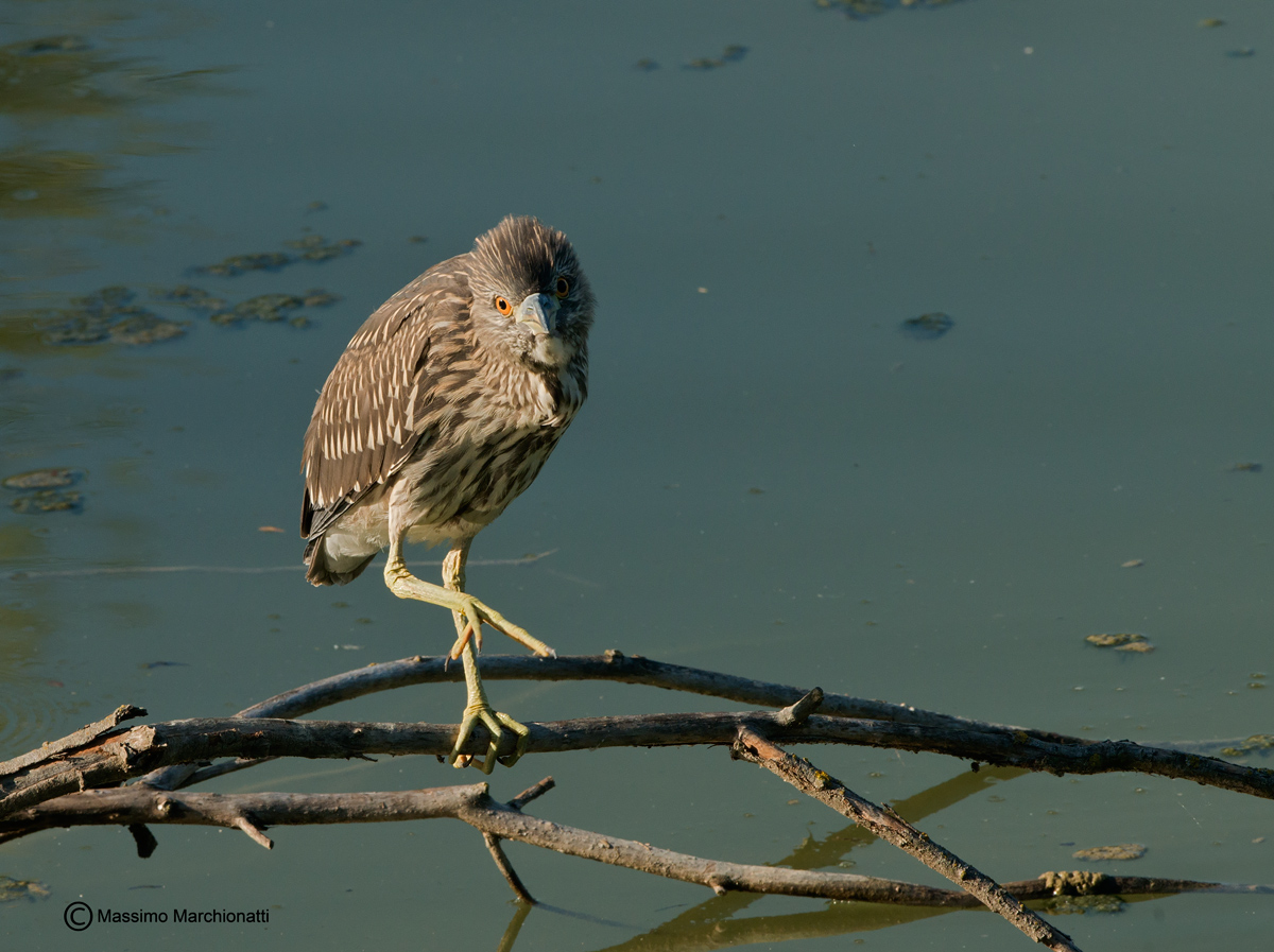 Ma mi stai facendo una foto?