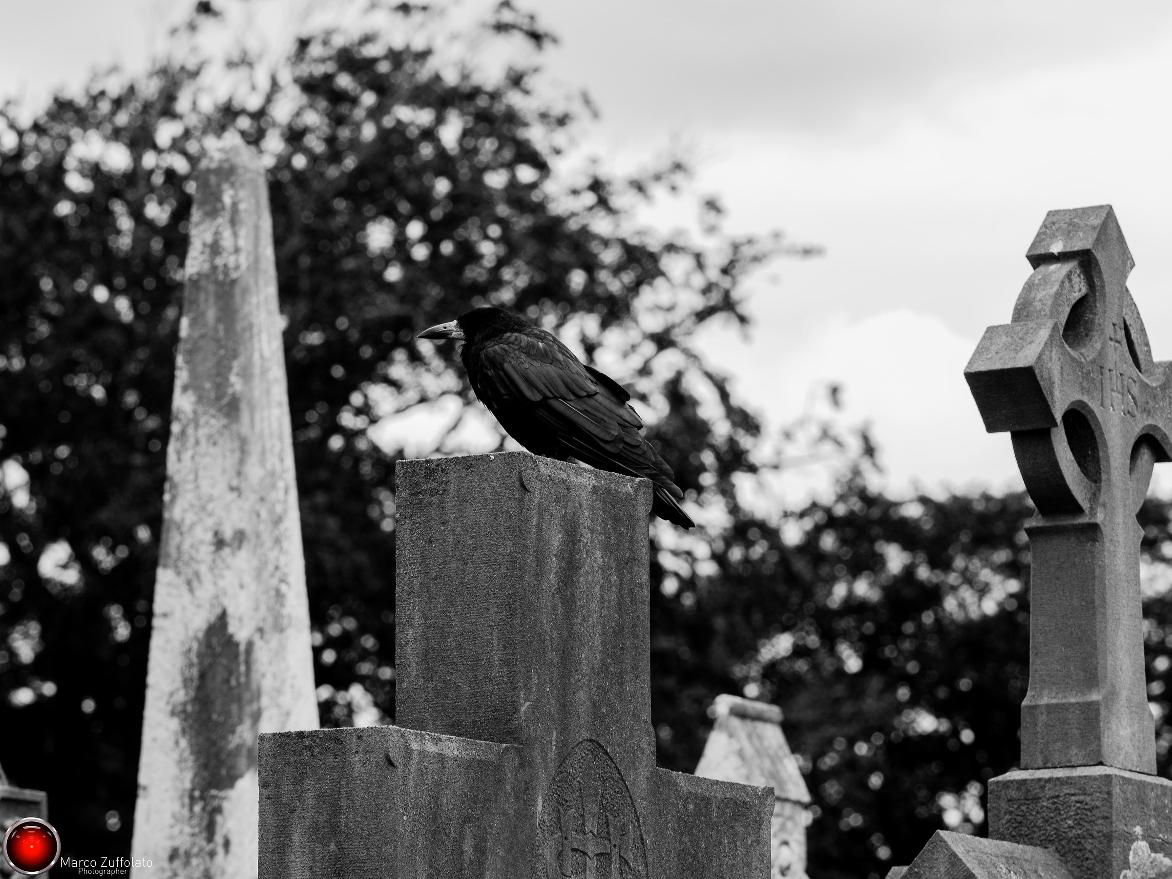 A lone Irish Crow II