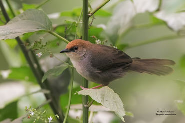Cisticola chubbi