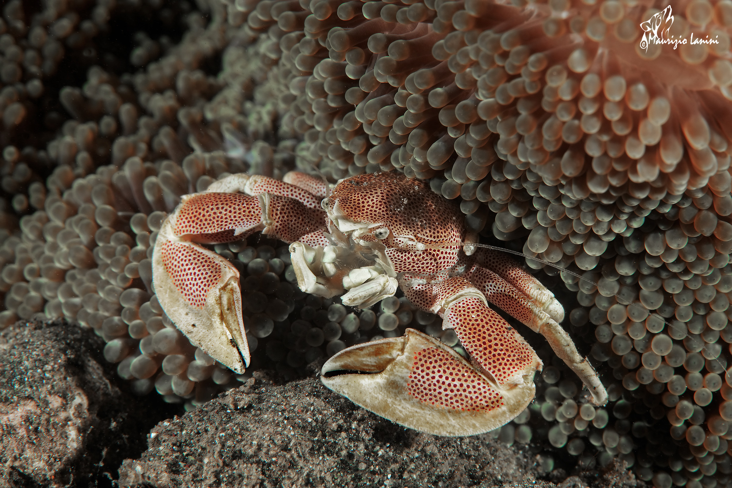 porcelain crab