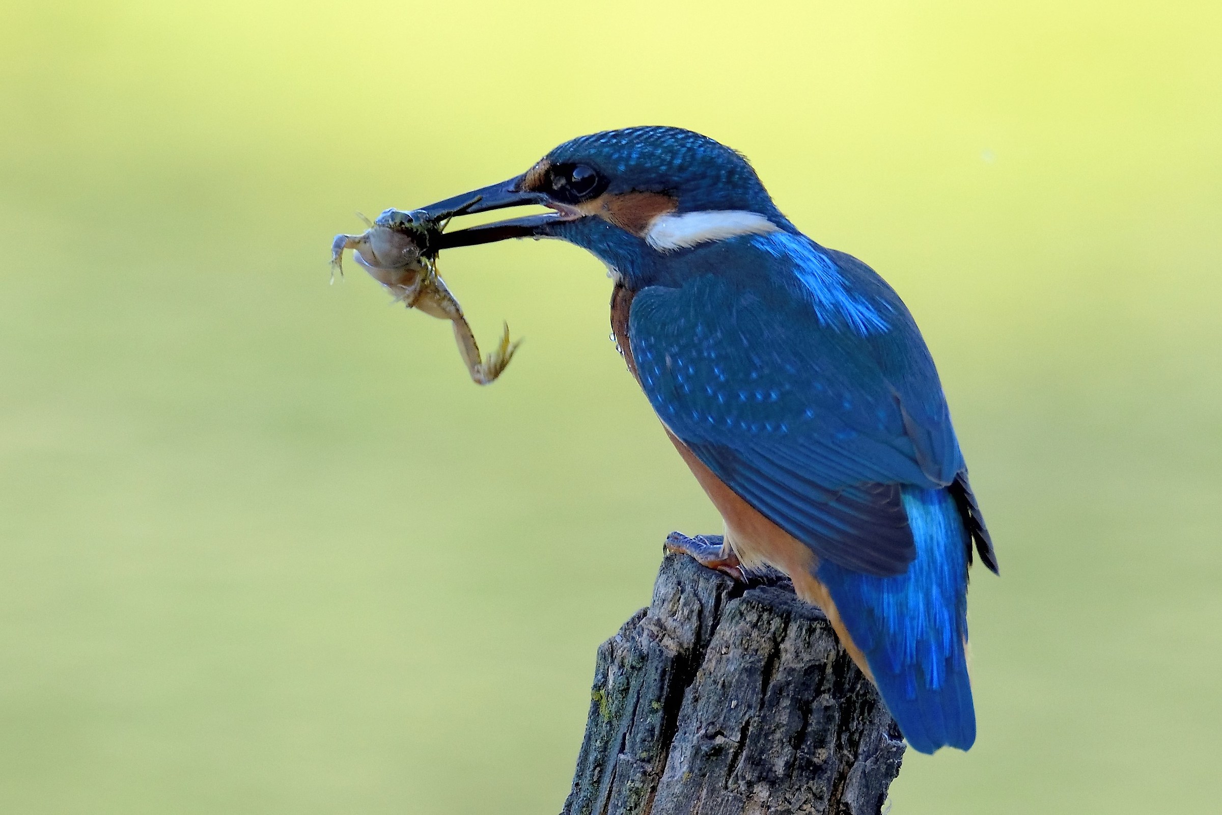 la rana e il martino