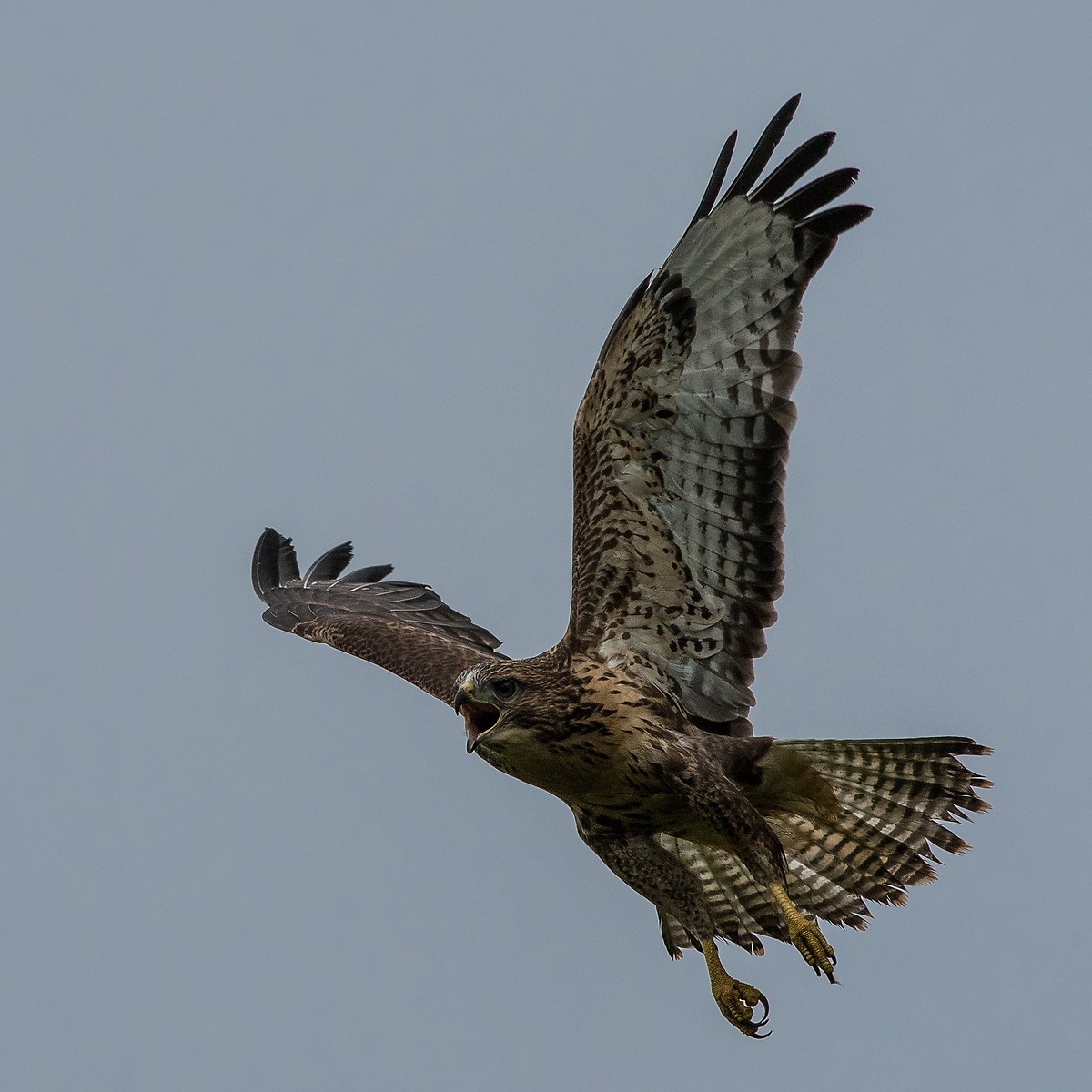 buzzard