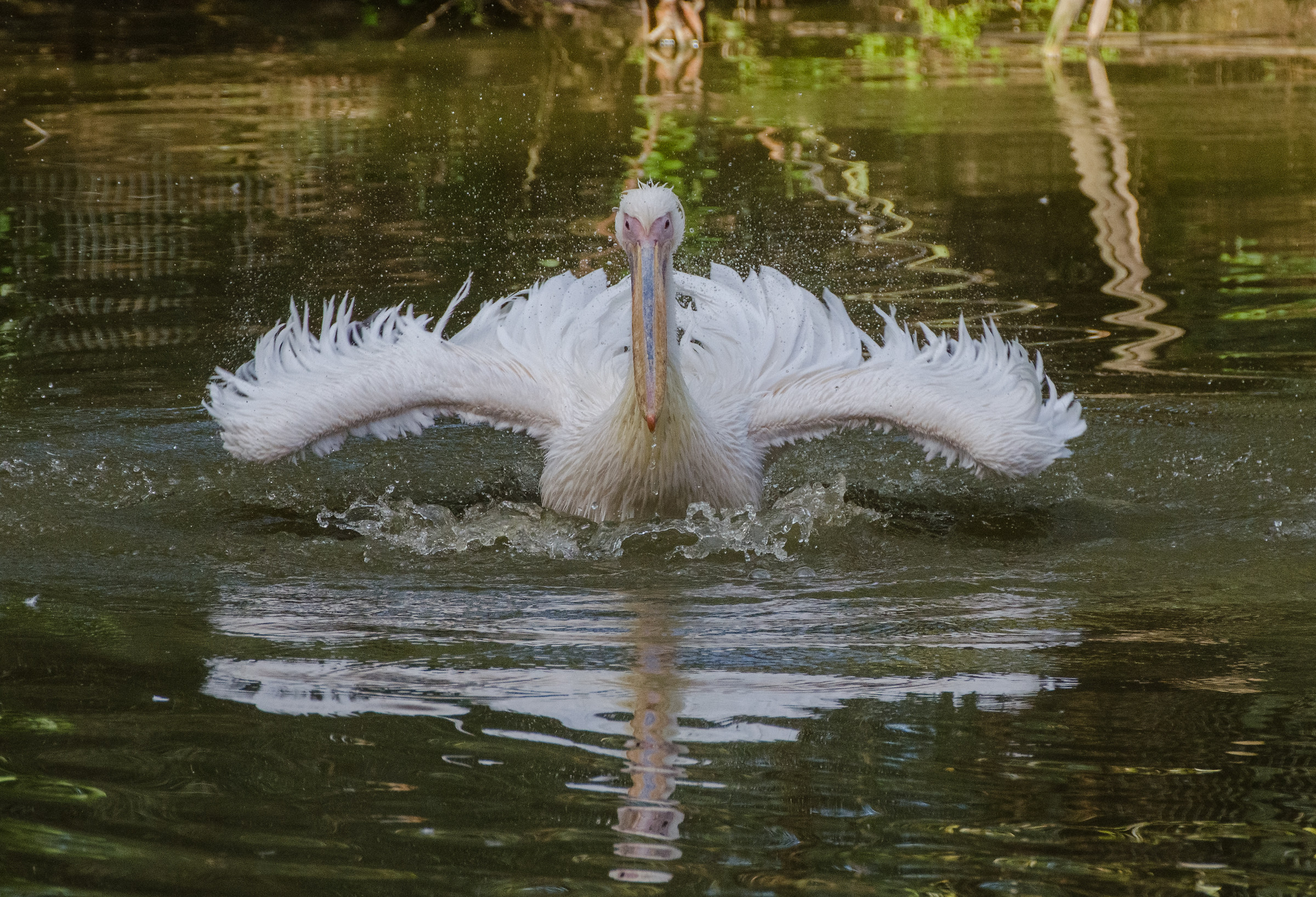 Bagnetto pomeridiano