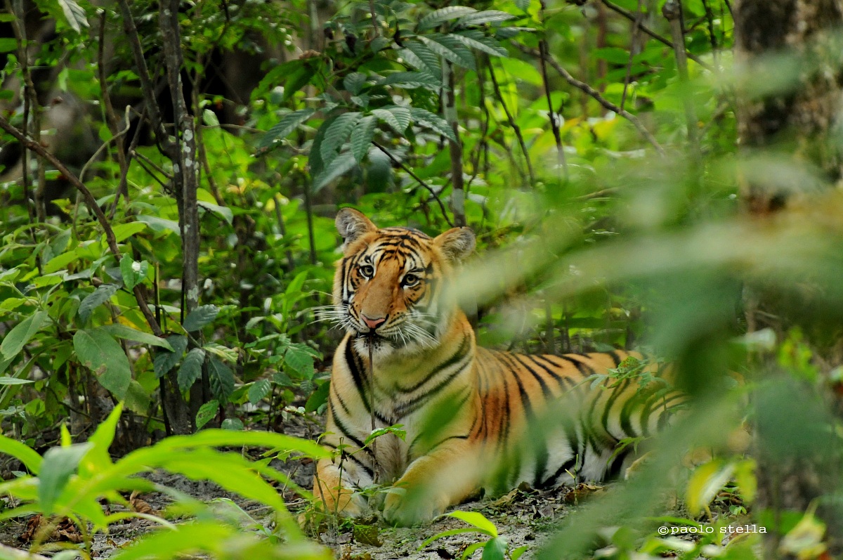 tiger playing,Chitwan National Park