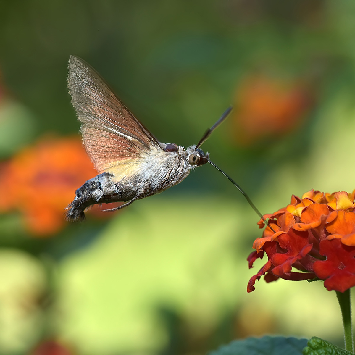 Hummingbird Hawk-moth on Lantana