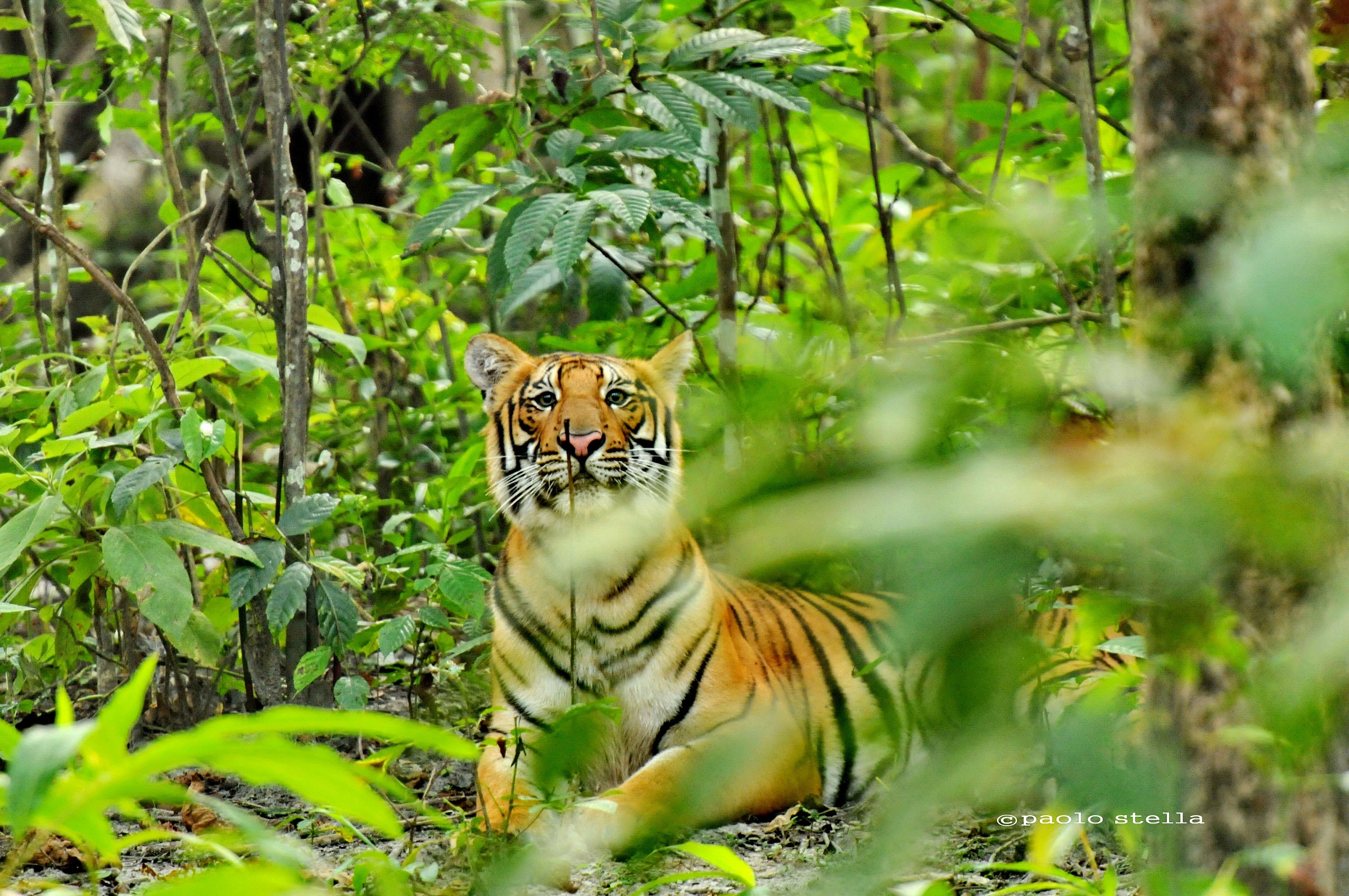 royal bengal tiger, Chitwan National Park
