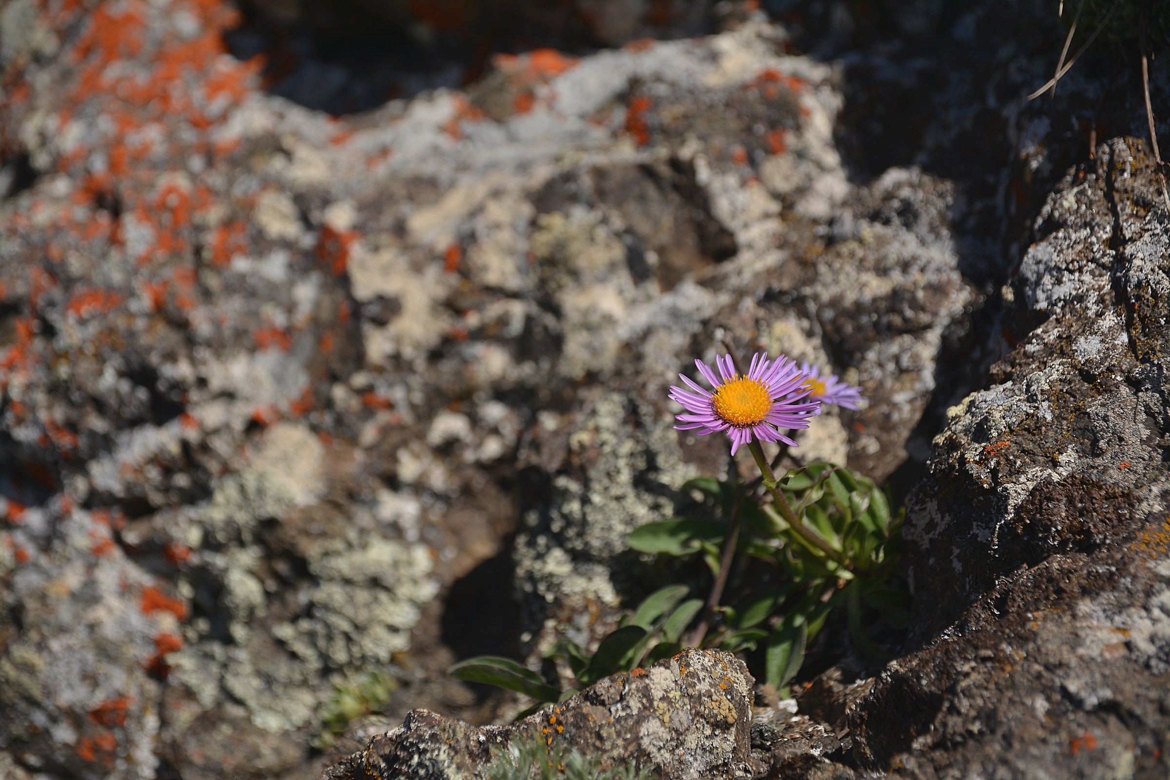 The flowers among the rocks ....