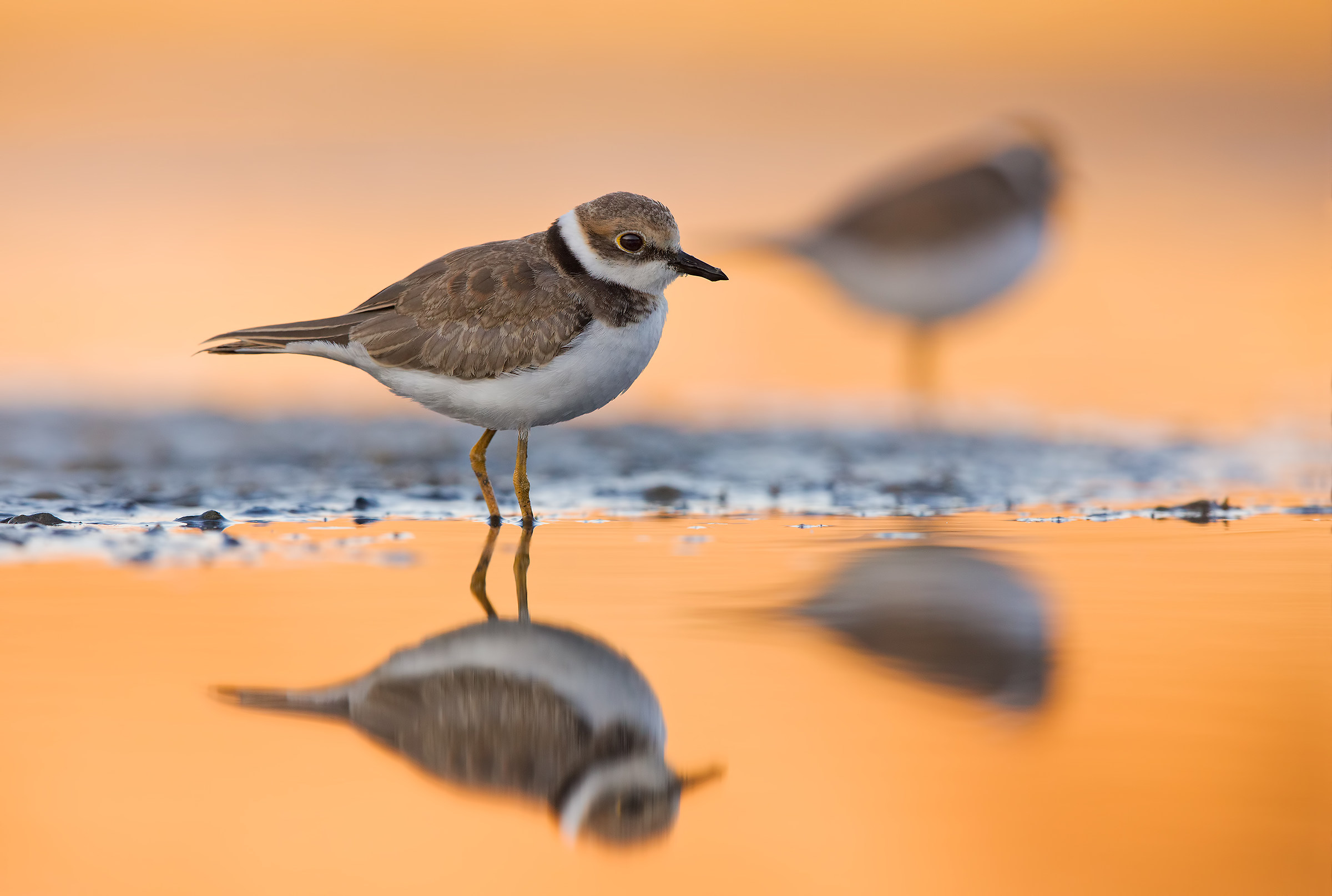 Corrieri piccoli juv