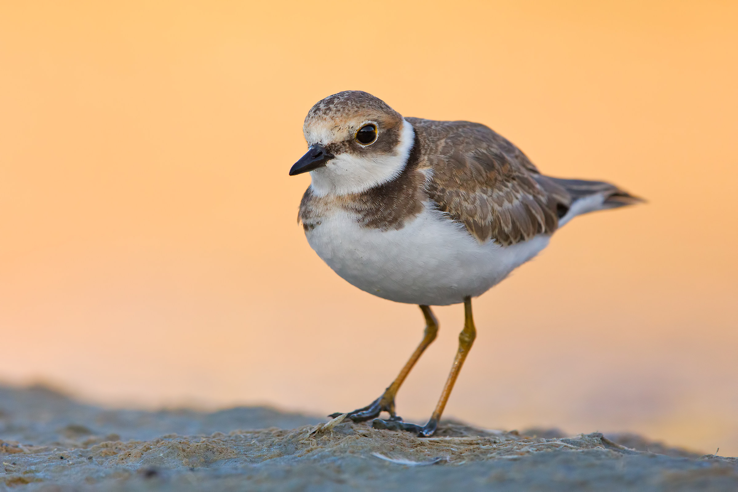 Corriere piccolo juv