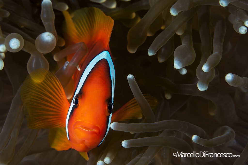 Anemone Fish