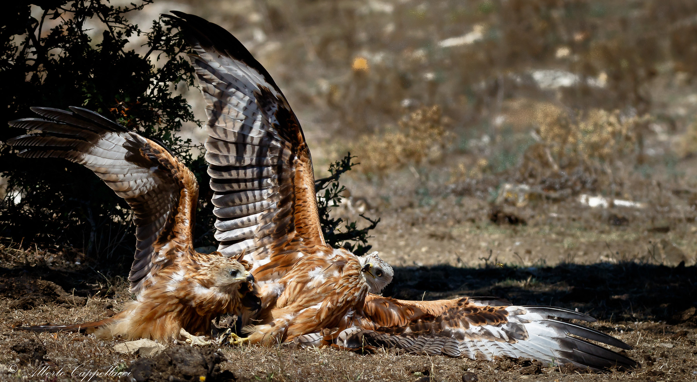 la differenza di ali