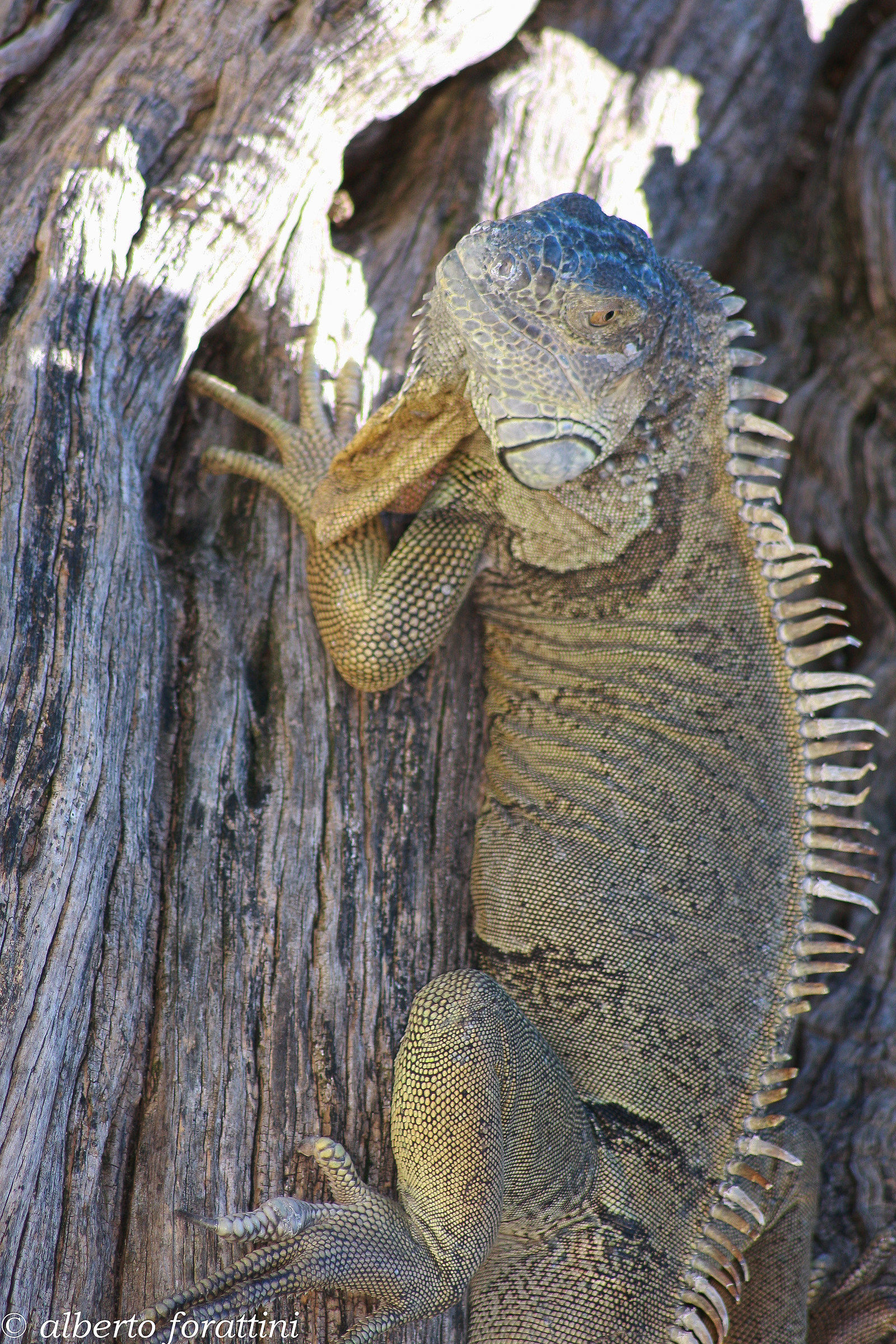 iguana