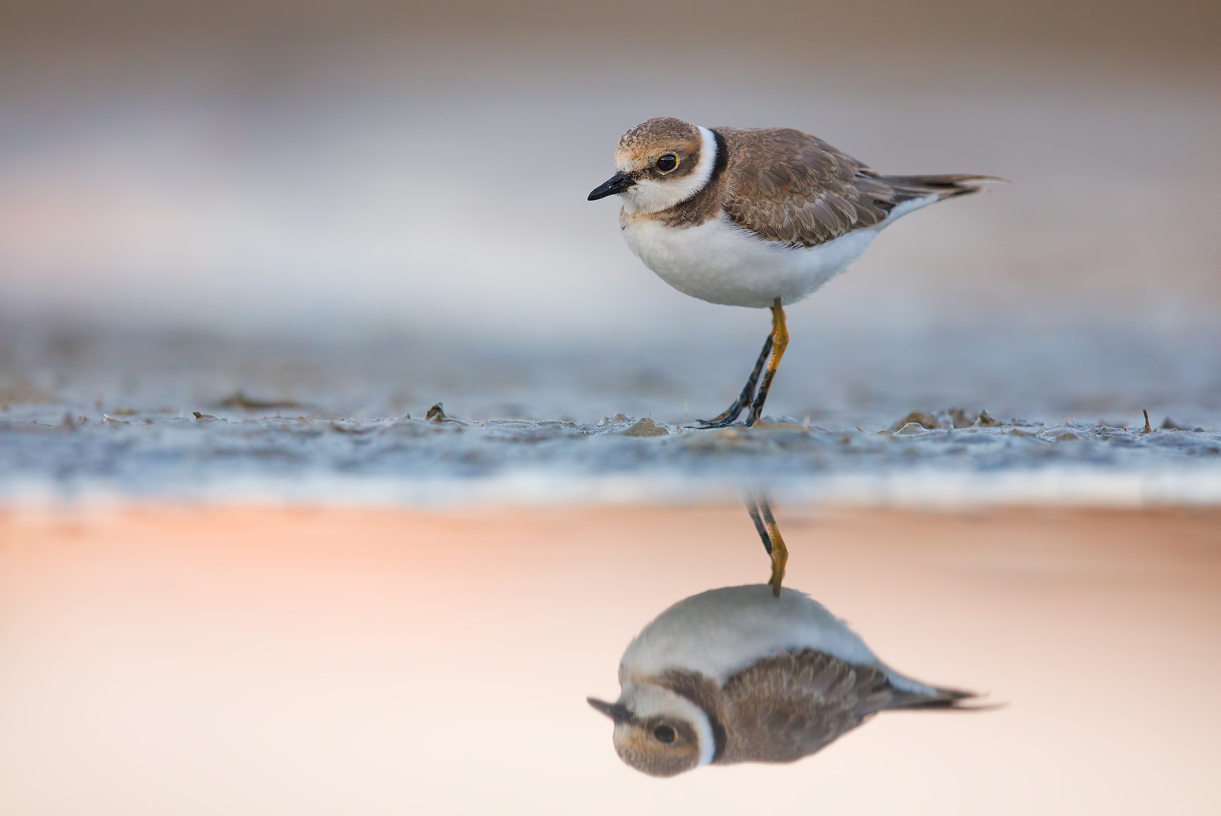 Corriere piccolo juv