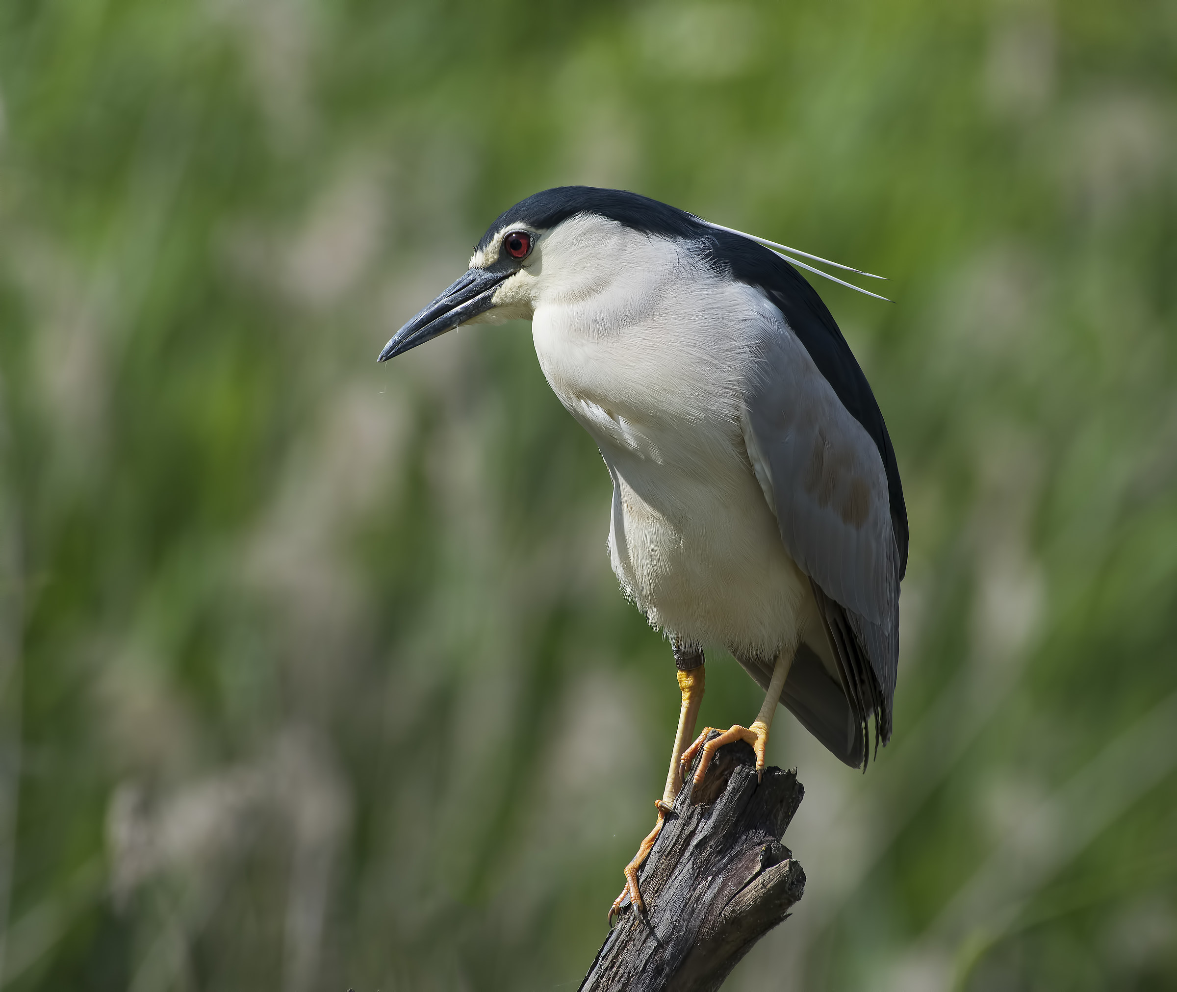 Night Heron!