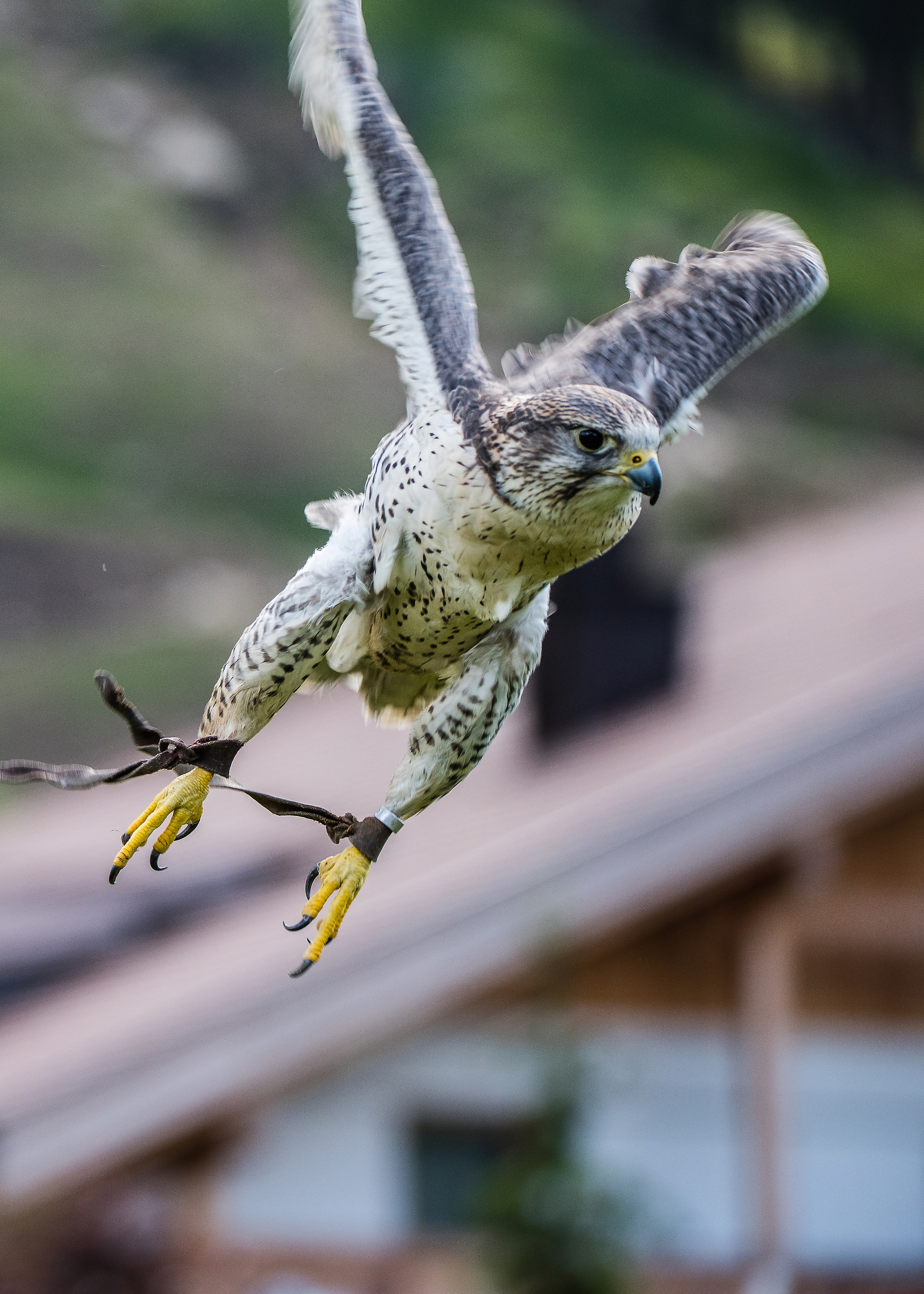 the owl house in Corvara - controlled environment