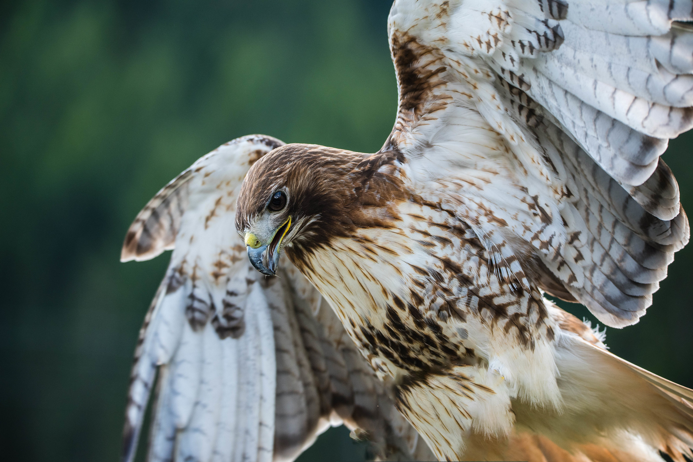 the owl house in Corvara - controlled environment