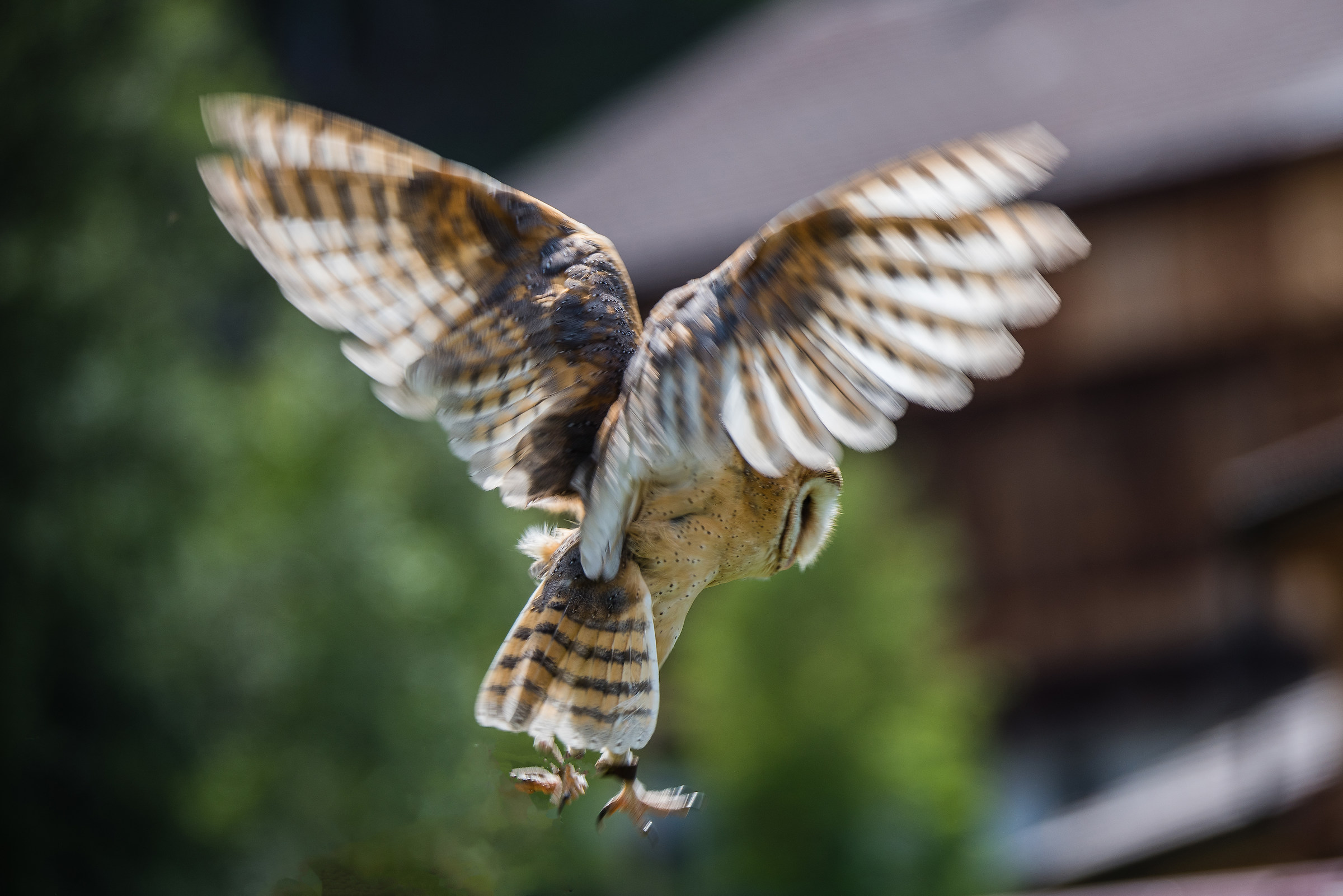 the owl house in Corvara - controlled environment