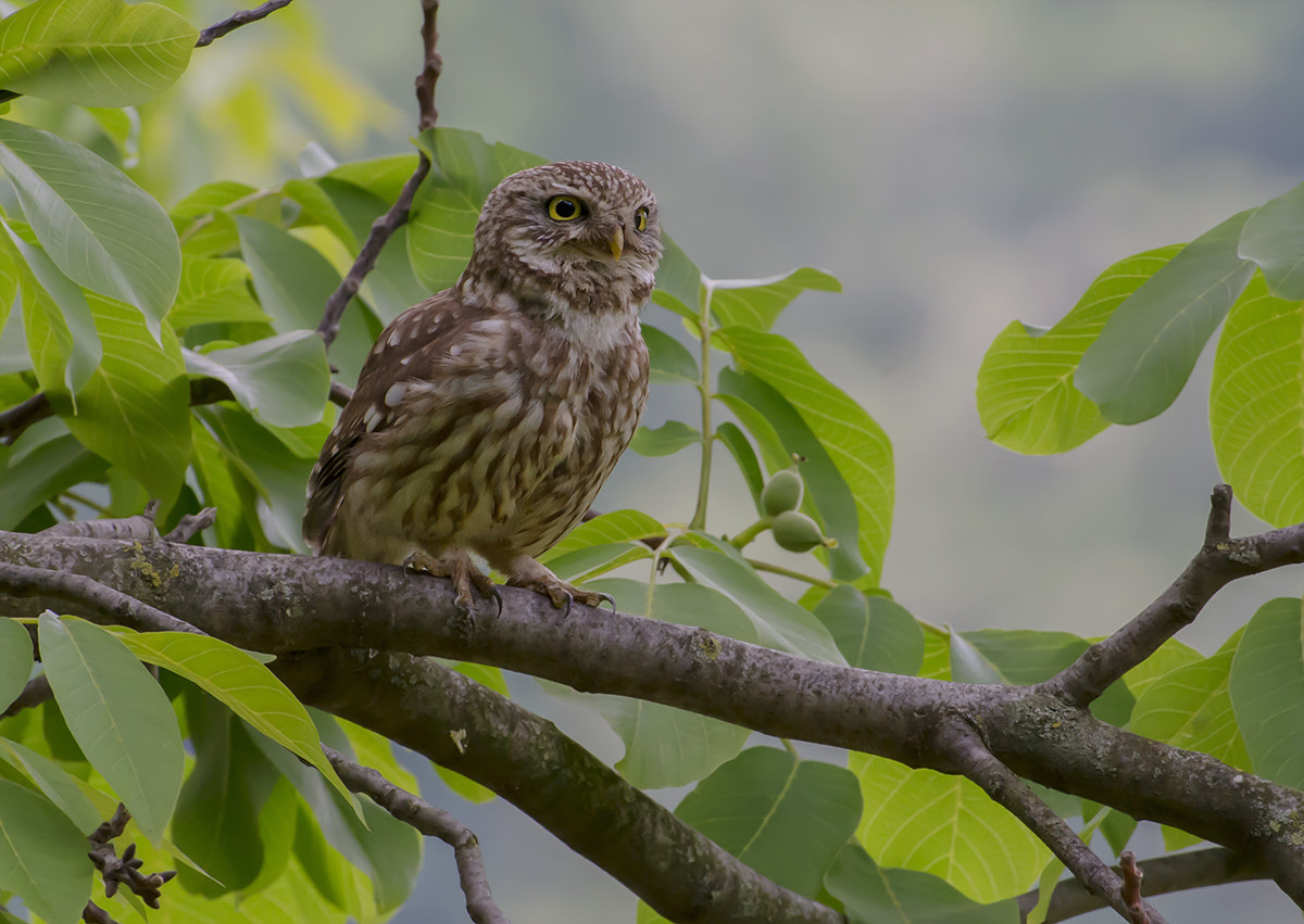 the preferred walnut