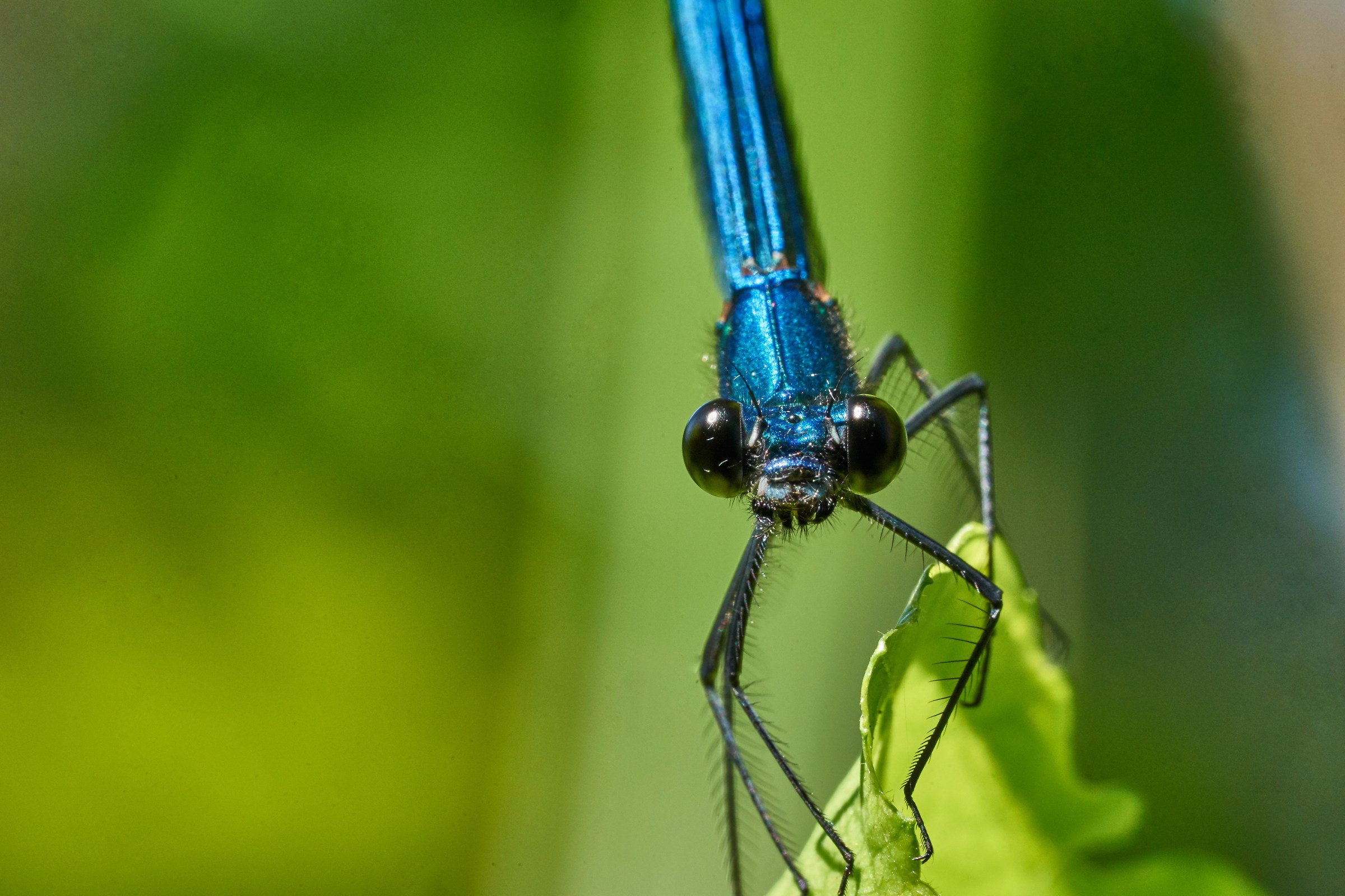 blue damselfly