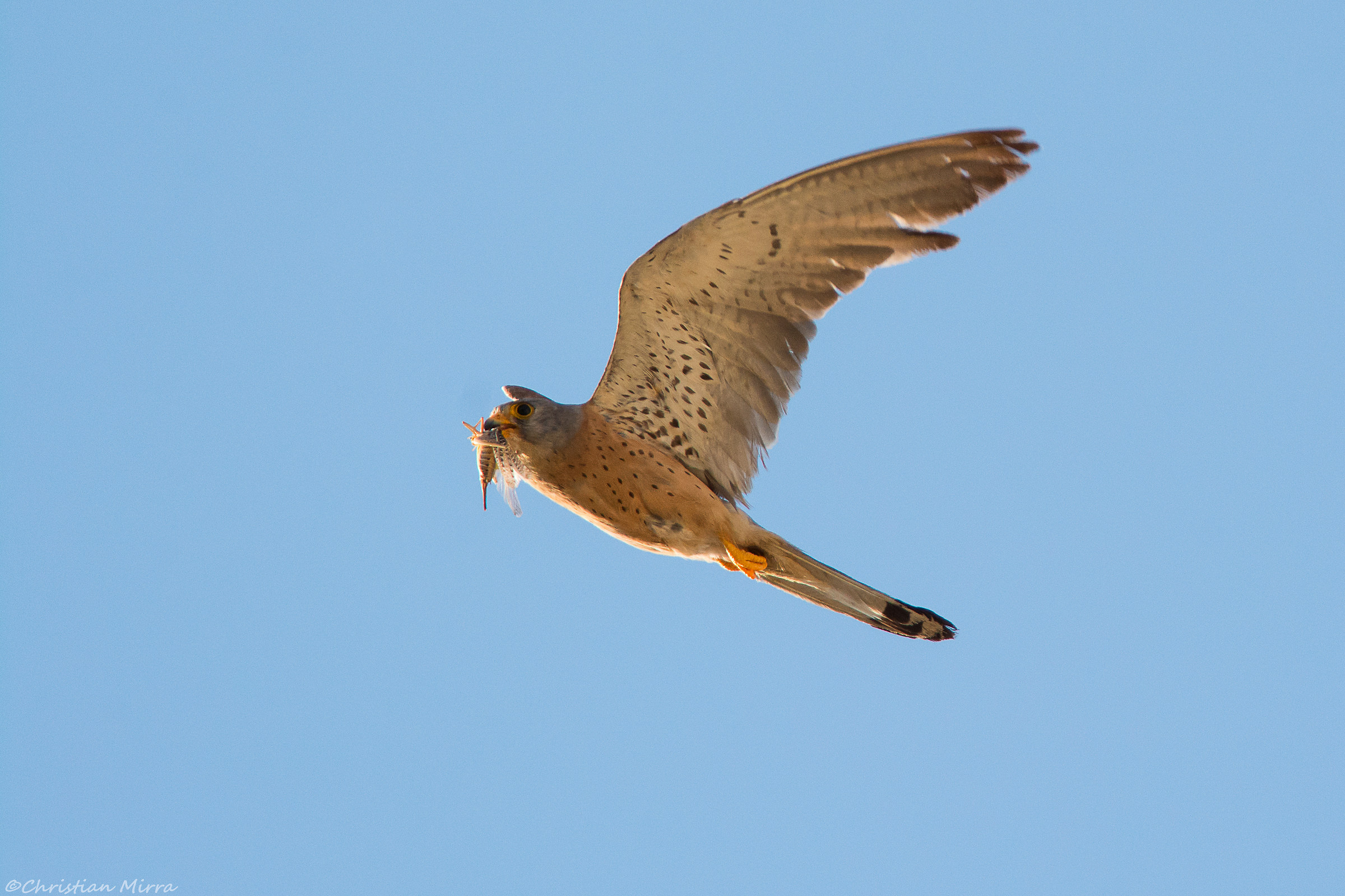 Here comes the jelly